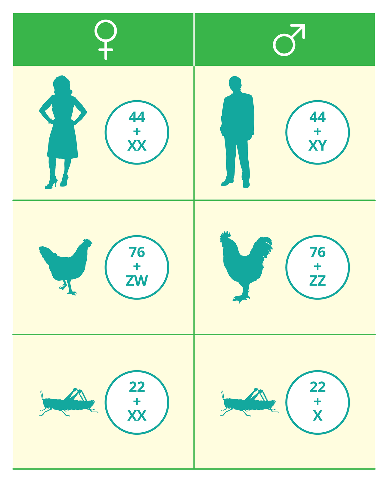Ilustracja przestawia w formie tabeli sposób określania płci u trzechgatunków. Obok ich sylwetek w kółkach zapisano ilość chromosomów. W tytule tabeli lewa kolumna znak płci żeńskiej, prawa znak płci męskiej. Pierwszy wiersz kobieta 44 + XX, mężczyzna 44 + XY. Drugi wiersz kura 76 + ZW, kogut 76 + ZZ. U dołu pasikonik samica 22 + XX, samiec 22 + X.