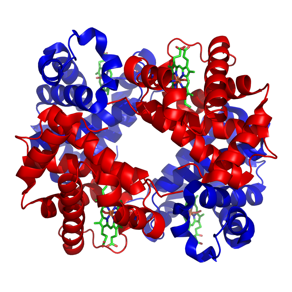 Ilustracja przedstawiająca model wstęgowy struktury hemoglobiny. Hemoglobina to białko mające postać licznych helis - sprężynek, splątanych ze sobą. W strukturze można wyróżnić cztery podjednostki, dwie alfa oraz dwie beta ułożone naprzemiennie w ten sposób, że tworzą trójwymiarową obręcz. Każda podjednostka to łańcuch polipeptydowy o określonej konformacji - przestrzennym zorganizmowaniu. W każdej z czterech podjednostek zlokalizowana jest jedna cząsteczka hemu z atomem centralnym, którym jest atom żelaza na drugim stopniu utlenienia. Cała cząsteczka tworzy białko o strukturze czwartorzędowej.