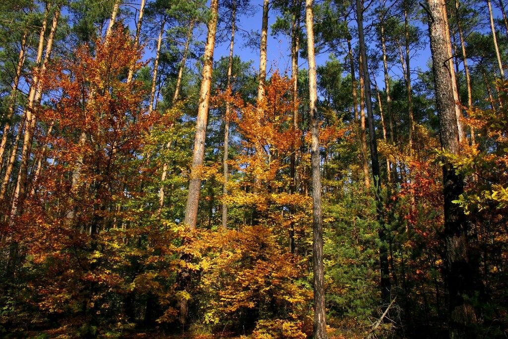 Na zdjęciu znajdują się drzewa liściaste w jesiennej szacie - liście są koloru brązowego i złotego. Drzewa są dość niskie. Ponad nimi górują drzewa iglaste, sosny, o zielonych koronach.