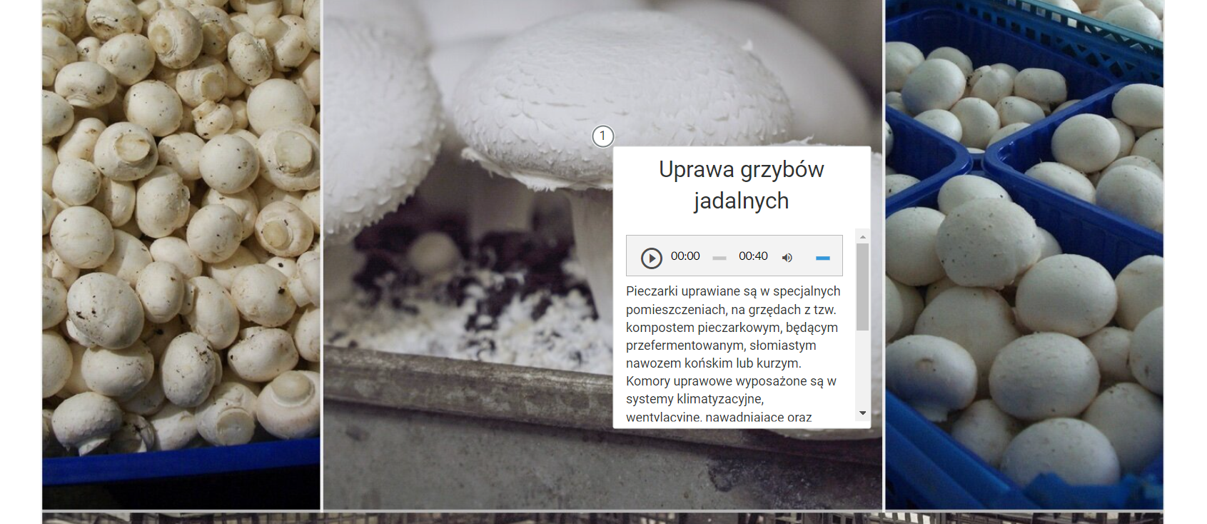 Przykładowy widok planszy interaktywnej. Ekran składa się z trzech fragmentów zdjęć przedstawiających pieczarki luzem lub w pojemnikach. Na zdjęciu środkowym znajduje się biała ramka z napisem: Uprawa grzybów jadalnych. Pod nią są ikonki do odtwarzania nagrania oraz tekst.