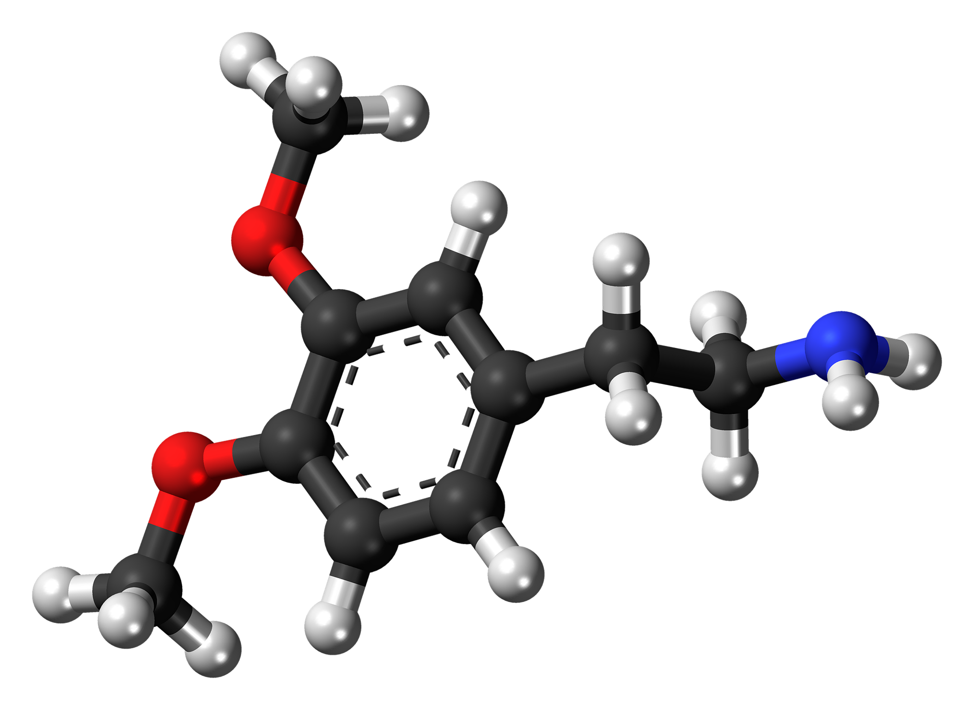 Zdjęcie przedstawia model organicznego związku chemicznego - dopaminy. To konstrukcja składająca się z krótkich, prostych odcinków, które łączą się ze sobą w punktach przypominając sześciokątny pierścień. Odcinki te mają kolor czarny, srebrny, czerwony i niebieski, co symbolizuje budujące dopaminę pierwiastki chemiczne: C (węgiel), H (wodór) N (azot) i O (tlen) . Na połączeniach odcinków znajdują się przypominające kulki atomy. Cząsteczka dopaminy zawiera strukturę pirokatechiny (pierścień benzenowy z przyłączonymi dwoma grupami hydroksylowymi w pozycji orto) z przyłączoną grupą aminową poprzez łańcuch etylowy. Pierścień benzenowy zawiera przyłączone do niego dwie grupy hydroksylowe (OH) oraz grupę aminową (NH indeks dolny 2).