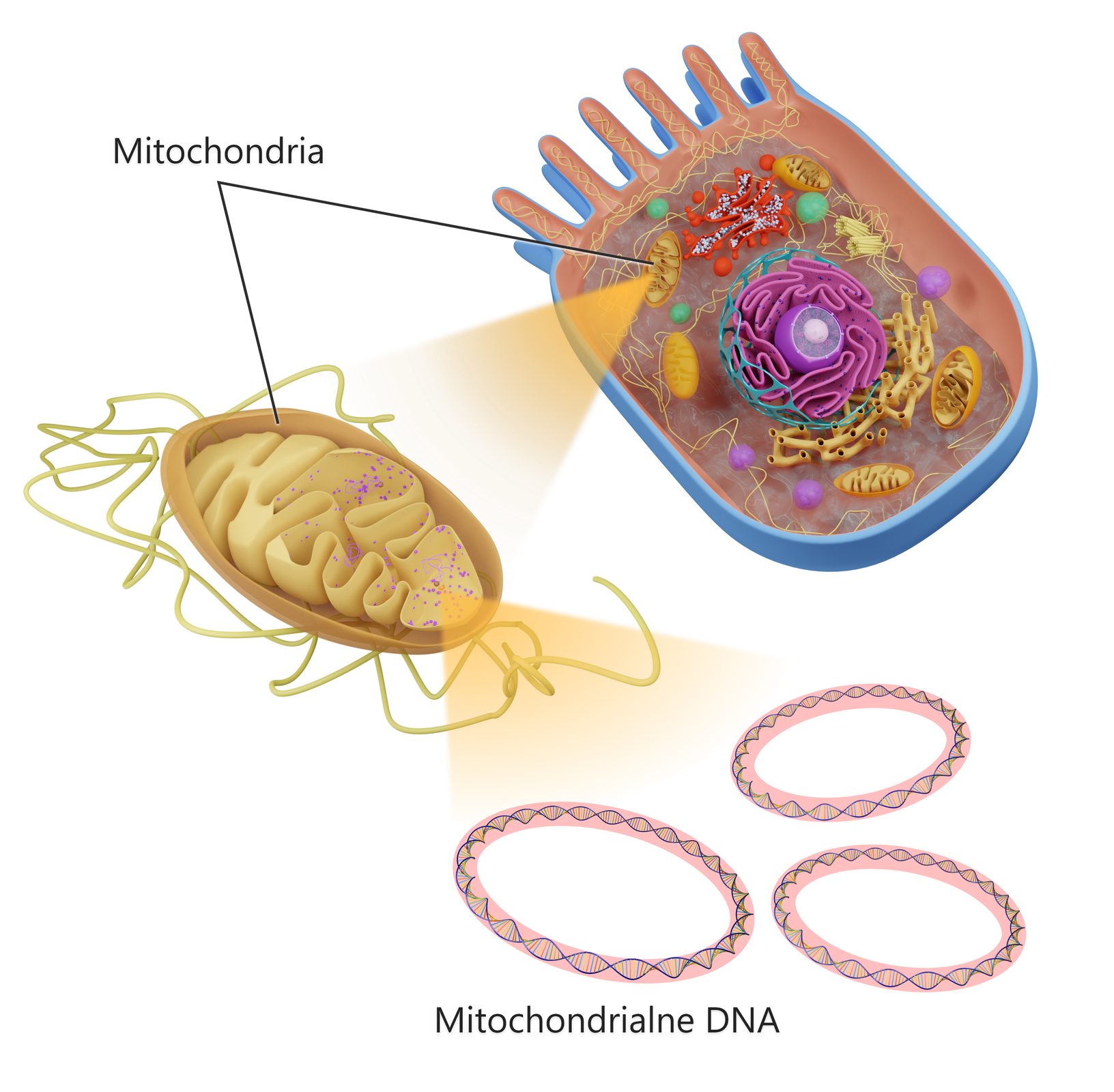 Na schemacie przedstawiono ludzki genom mitochondrialny. Komórka jest ukazana w przekroju, ma kształt prostokąta z zaokrąglonymi rogami. Od prostokąta w górę odchodzi sześć wypustek. Wewnątrz komórki widać kuliste jądro otoczone pofalowaną, fioletową strukturą oraz niebieską siatką z dużymi oczkami. Dokoła znajdują się czerwone, nieregularne organelle, a także inne organelle w postaci zielonych i fioletowych, niewielkich kul oraz kremowych, długich linii. We wnętrzu komórki zaznaczone są wyraźnie mitochondia - nieregularne struktury fasolowatego kształtu. Wewnątrz nich znajdują się liczne kanały, które ze względu na swój kształt nazywają się grzebieniami mitochondrialnymi. Są one utworzone przez zagłębienia błony wewnętrznej mitochondriów. Jedno z takich mitochondriów jest powiększone po lewej stronie ilustracji, uwypuklone są na jego tle fioletowe punkty, które z kolei są ukazane w powiększeniu poniżej. Są to pierścienie, w środku których widoczna jest podwójna helisa DNA.