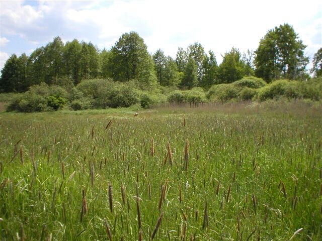 Zdjęcie przedstawia teren zielony. Na pierwszym planie rośnie wysoka trawa. W tle są krzewy i drzewa liściaste. 