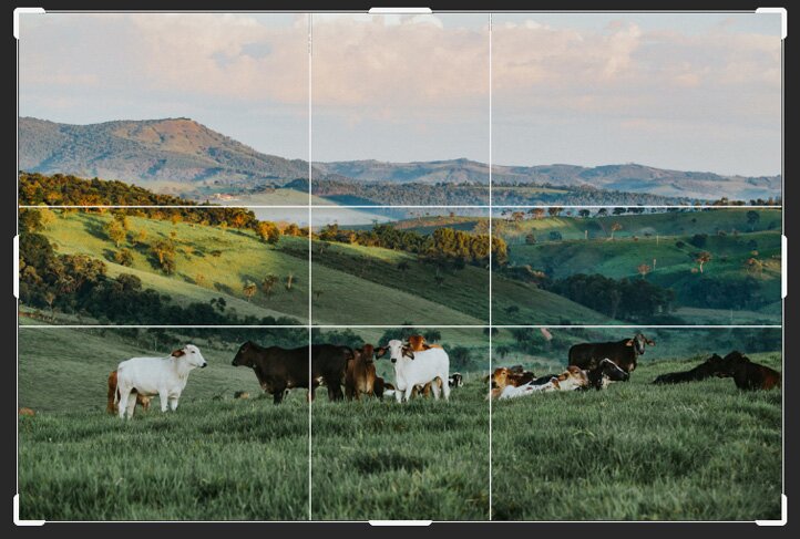 Zdjęcie przedstawia sposób kadrowania. Widoczne jest przykładowe zdjęcie z przedstawieniem pasm górskich, ze stadem krów białych i brązowych na pierwszym planie. Na zdjęcie nałożone są dwie cienkie białe linie pionowe i dwie cienkie białe linie poziome, które przecinając się dzielą zdjęcie na 9 pól.