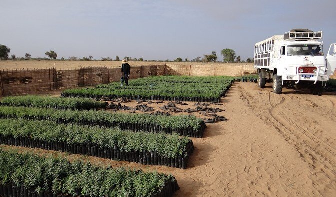 Zdjęcie przedstawia sadzonki akacji senegalskiej przygotowane do sadzenia. Mają one około 30 cm wysokości. Na zdjęciu widoczny jest mężczyzna w kapeluszu podlewający je, obok stoi biała ciężarówka. Cały skład sadzonek znajduje się na polu na pustyni, w oddali widoczne pojedyncze drzewa. 