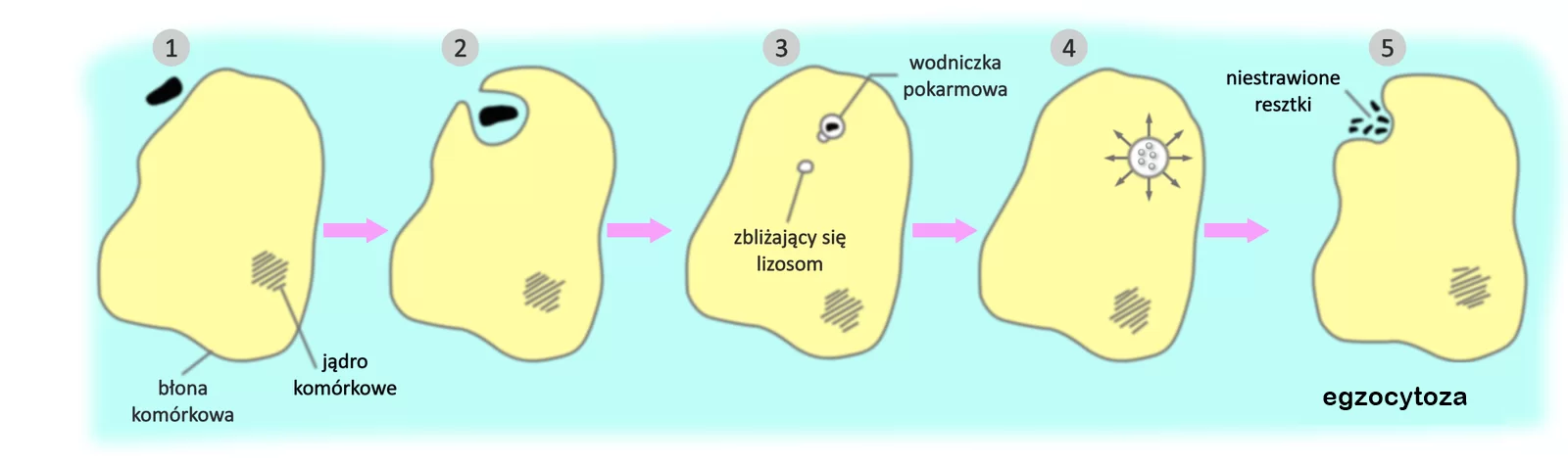 Schemat przedstawia fagocytozę. Płaszczyzna niebieska na ilustracji przedstawia środowisko zewnętrzne, w którym znajduje się żółta komórka. Szara, pofalowana linia symbolizuje błonę komórkową oddzielającą komórkę od środowiska zewnętrznego. Wewnątrz komórki umiejscowione jest jądro komórkowe. W środowisku zewnętrznym znajduje się jakaś substancja pokarmowa wyobrażona czarny, nieregularny punkt. Substancja ta wnika w zagłębienie w błonie komórkowej. Zagłębienie to zamyka się, następnie migruje ona w głąb komórki otoczona wodniczką pokarmową. Zbliża się do niej lizosom, a następnie substancja ulega strawieniu. Niestrawione resztki pokarmu zostają wydalone na zewnątrz. 