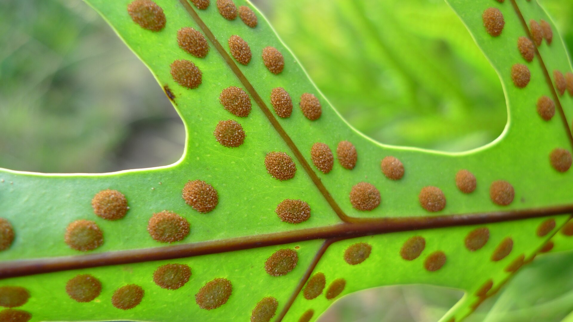 Zdjęcie przedstawia spodnią stronę liścia paproci. Widać na niej brązowe koliste twory. Są to zarodnie paproci.