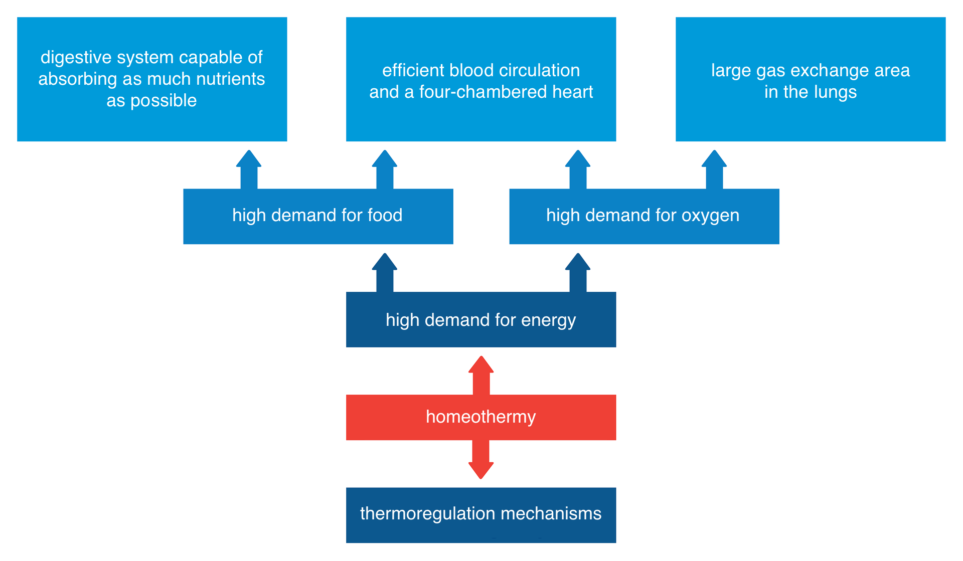 Ilustracja przedstawia schematycznie warunki uzyskania stałocieplności, złożony z siedmiu niebieskich i jednego czerwonego prostokąta. Na samym dole niebieski prostokąt z napisem podpisem thermoregulation mechanisms, powyżej czerwony prostokąt z podpisem homeothermy. Z czerwonego prostokąta wychodzą dwie strzałki – jedna skierowana w dół, druga skierowana w górę. Powyżej niebieski prostokąt z podpisem high demand for energy. Z prostokąta wychodzą dwie strzałki skierowane ku górze. Jedna skierowana do niebieskiego prostokąta po lewej stronie, z podpisem high demand for food, druga – skierowana do niebieskiego prostokąta po prawej stronie, z podpisem high demand for oxygen. Z prostokąta po lewej stronie wychodzą dwie strzałki skierowane ku górze. Jedna do prostokąta z podpisem digestive system capable of absorbing as much nutrients as possible, druga do prostokąta z podpisem efficient blood circulation and a four-chambered heart. Z prostokąta po prawej stronie wychodzą dwie strzałki skierowane ku górze. Jedna do prostokąta z podpisem efficient blood circulation and a four-chambered heart, druga do prostokąta z podpisem large gas exchange area in the lungs.