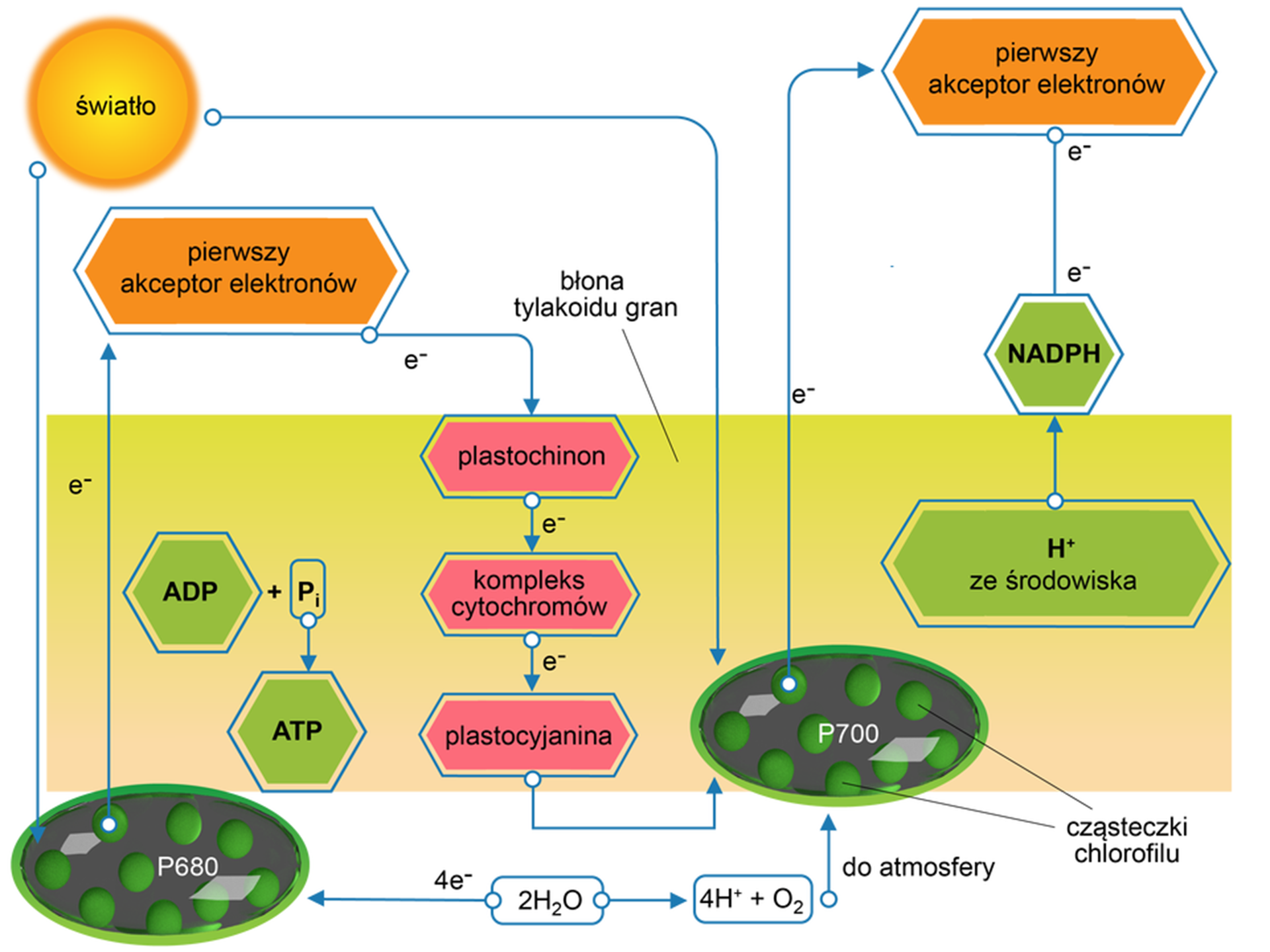 Rysunek przedstawia przebieg procesu fosforylacji niecyklicznej. To proces, w którym dochodzi do syntezy ATP z wykorzystaniem obu fotosystemów, pomiędzy którymi są transportowane elektrony przy jednoczesnym powstaniu NADPH+H+ oraz tlenu cząsteczkowego. Fosforylacja fotosyntetyczna to metoda na wytwarzanie siły asymilacyjnej, która jest do przeprowadzenia reakcji cyklu Calvina. Konieczne jest istnienie kompleksów cząsteczkowych tworzących fotosystemy. Błona tylakoidu, cienkiego błoniastego woreczka zawiera dwa rodzaje fotosystemów. Współdziałają one podczas fazy jasnej fotosyntezy. W centrum reakcji fotosystemu I (PS I) znajduje się chlorofil a o maksimum absorpcji fali świetlnej o długości siedmiuset nanometrów, natomiast fotosystem II (PS II) zawiera w centrum reakcji chlorofil a o maksimum absorpcji fali o długości sześciuset osiemdziesięciu nanometrów. Pomiędzy nimi znajdują się cząsteczki tworzące fotosyntetyczny łańcuch przenoszący elektrony i protony. Fosforylacja niecykliczna jest przeprowadzana przez rośliny, które posiadają odpowiednie dla siebie warunki natężenia światła i stężenia dwutlenku węgla. Niecykliczna fotofosforylacja jest procesem syntezy ATP z wykorzystaniem energii światła za pomocą niecyklicznego łańcucha transportu elektronów w procesie fotosyntezy. Niecykliczna fotofosforylacja jest inicjowana przez PS II. Z fotosystemu drugiego PSII wybijane są pod wpływem światła elektrony o wysokiej energii. Powoduje to powstanie ubytku elektronów w PSII i wytworzenie tak zwanej luki elektronowej. Jest ona uzupełniana elektronami pochodzącymi z fotolizy wody, podczas której cząsteczki wody rozkładane są w pobliżu PSII, uwalniając elektrony, protony [jony H+] i tlen cząsteczkowy. Elektrony o wysokiej energii są akceptowane przez główny akceptor elektronów i przechodzą przez plastochinon, kompleks cytochromu i plastocyaninę. Następnie elektrony te są pobierane przez PS I. Akceptowane elektrony przez PS I są ponownie przepuszczane przez akceptory elektronów i osiągają NADP+. Te elektrony łączą się z H+ i NADP+ tworząc NADPH i kończąc łańcuch transportu elektronów. Podczas łańcucha transportu elektronów uwolniona energia jest wykorzystywana do produkcji ATP z ADP.