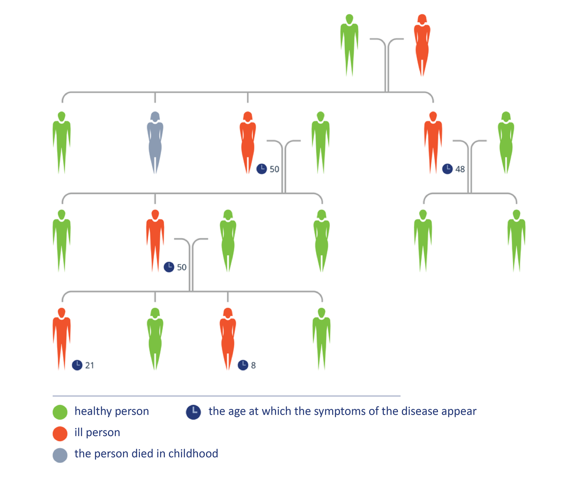 Ilustracja przedstawia schemat dziedziczenia pląsawicy Huntingtona w przykładowej rodzinie. Są tu sylwetki kobiet i mężczyzn. Kolor zielony oznacza osobę zdrową, kolor czerwony osobę chorą, kolor szary osobę zmarłą. Obok sylwetek chorych zegary pokazujące wiek, w jakim pojawiły się objawy choroby. Para u góry ma czworo dzieci: zdrowego syna, zmarłą córkę, chorą córkę i chorego syna. W małżeństwie chorego syna ze zdrowa kobieta wszystkie dzieci są zdrowe. W małżeństwie chorej córki ze zdrowym mężczyzną jest chory syn. Dwoje jego dzieci tez choruje na pląsawicę. Na ilustracji podpisano:healthy person, 
ill person, 
the person died in childhood, 
the age at which the symptoms of the disease appear
