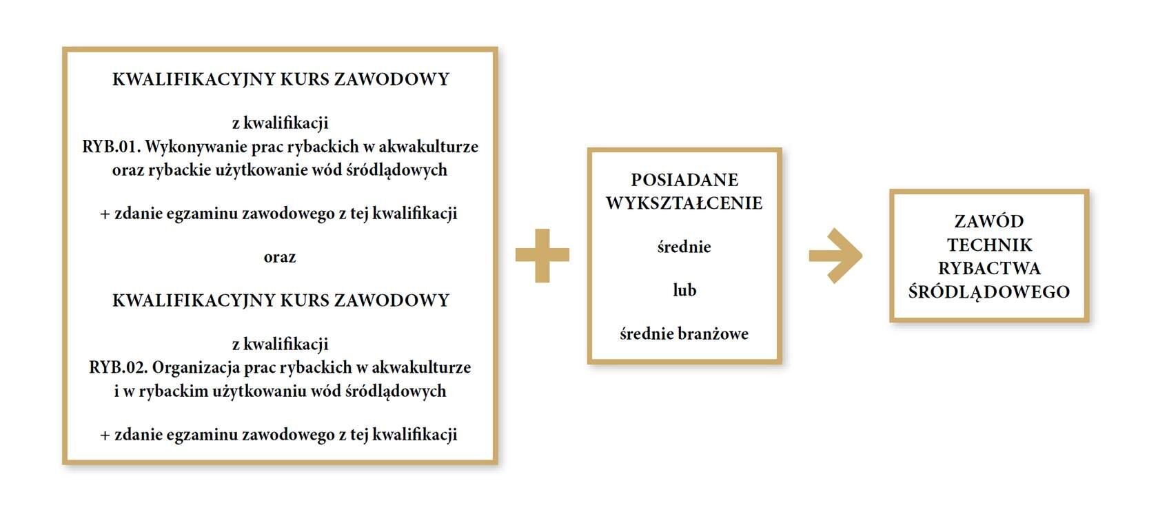 Grafika przedstawia ścieżkę możliwości kształcenia dla młodzieży szkół ponadpodstawowych i dla dorosłych w zawodzie technik rybactwa śródlądowego. Pierwszym krokiem do zawodu technika jest ukończenie kwalifikacyjnego kursu zawodowego z kwalifikacji R Y B kropka zero jeden kropka. Wykonywanie prac rybackich w akwakulturze oraz rybackie użytkowanie wód śródlądowych oraz R Y B kropka zero dwa kropka. Organizacja prac rybackich w akwakulturze i w rybackim użytkowaniu wód śródlądowych i zdanie egzaminu zawodowego z tych kwalifikacji. Drugim krokiem jest posiadanie wykształcenia średniego lub średniego branżowego.