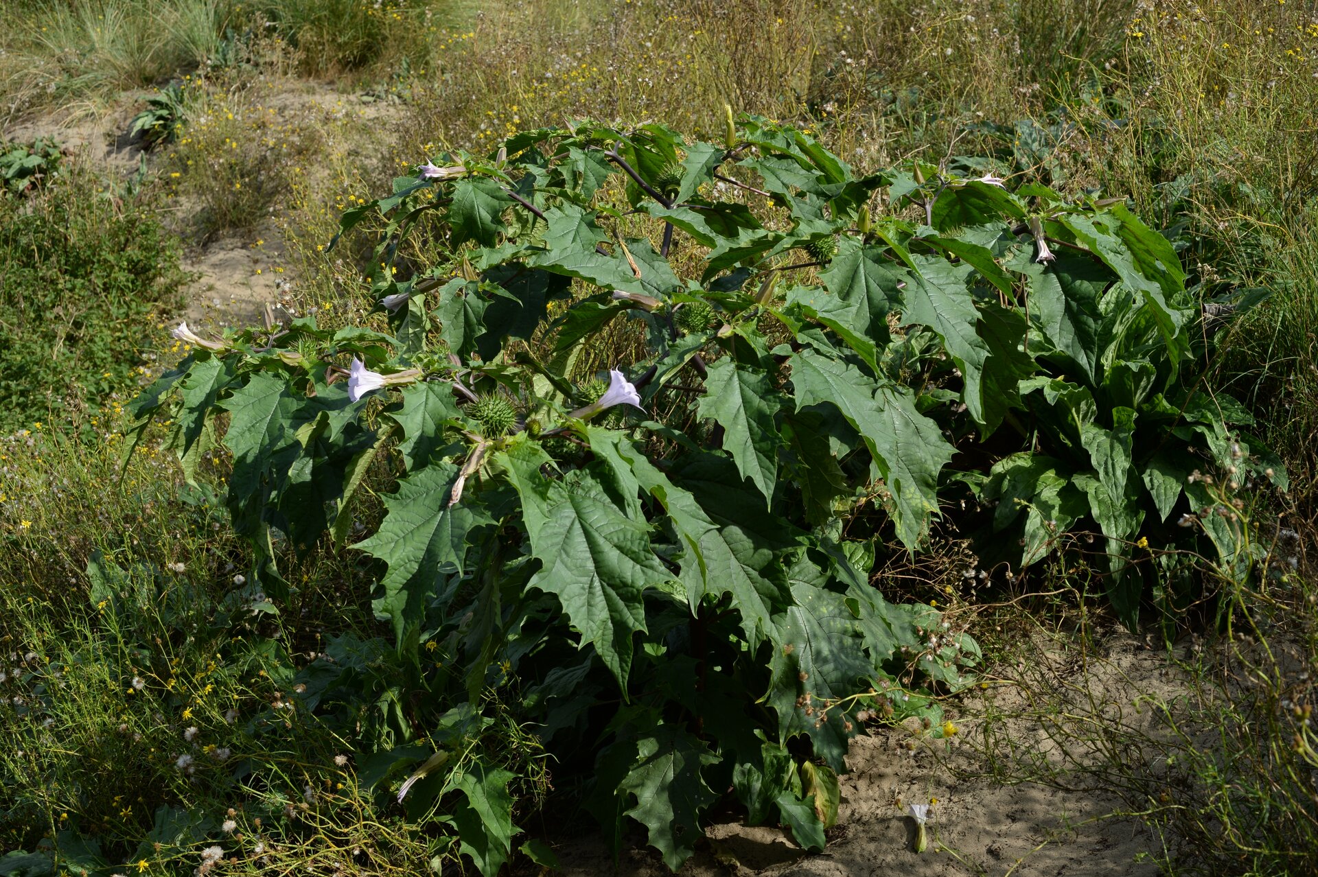 Fotografia przedstawia kwitnący bieluń dziędzierzawa. Liście rośliny są ciemno‑zielone, duże, o jajowatym kształcie, zaostrzone i ząbkowane. Kwiaty mają lejkowaty kształt, są białe i wzniesione do góry.