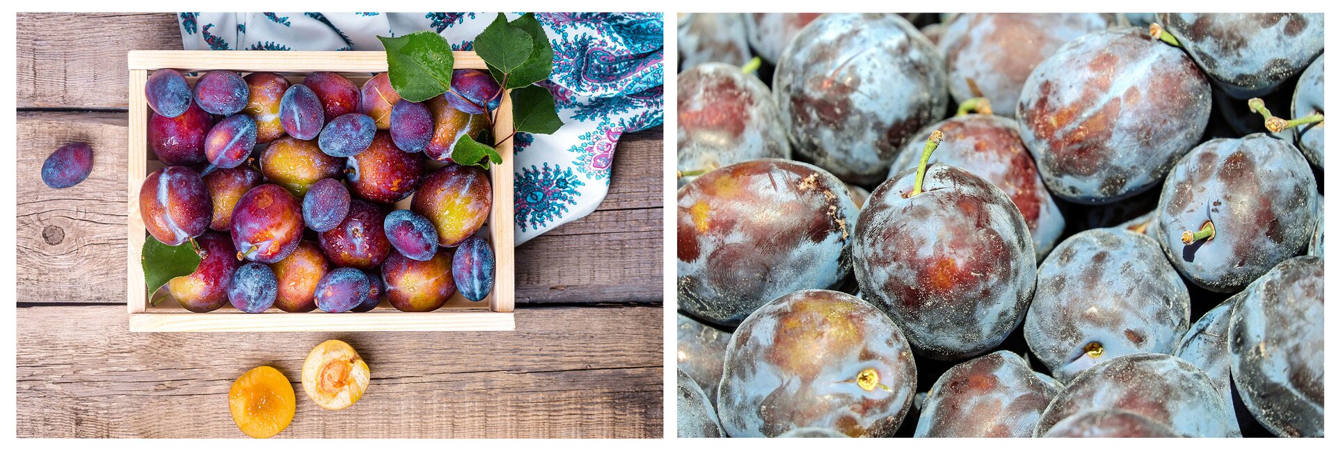 Ilustracja przedstawia dwa zdjęcia śliwek. Na zdjęciu po lewej stronie dorodne, błyszczące śliwki znajdują się w niewielkiej, drewnianej skrzynce, leżą przy niej pojedyncze liście śliwy. Jedna ze śliwek jest przekrojona na pół. Skrzynka ze śliwkami stoi na drewnianym stole. Na zdjęciu po prawej stronie ukazane są liczne śliwki leżące obok siebie. Owoce są nieumyte, nie błyszczą się.