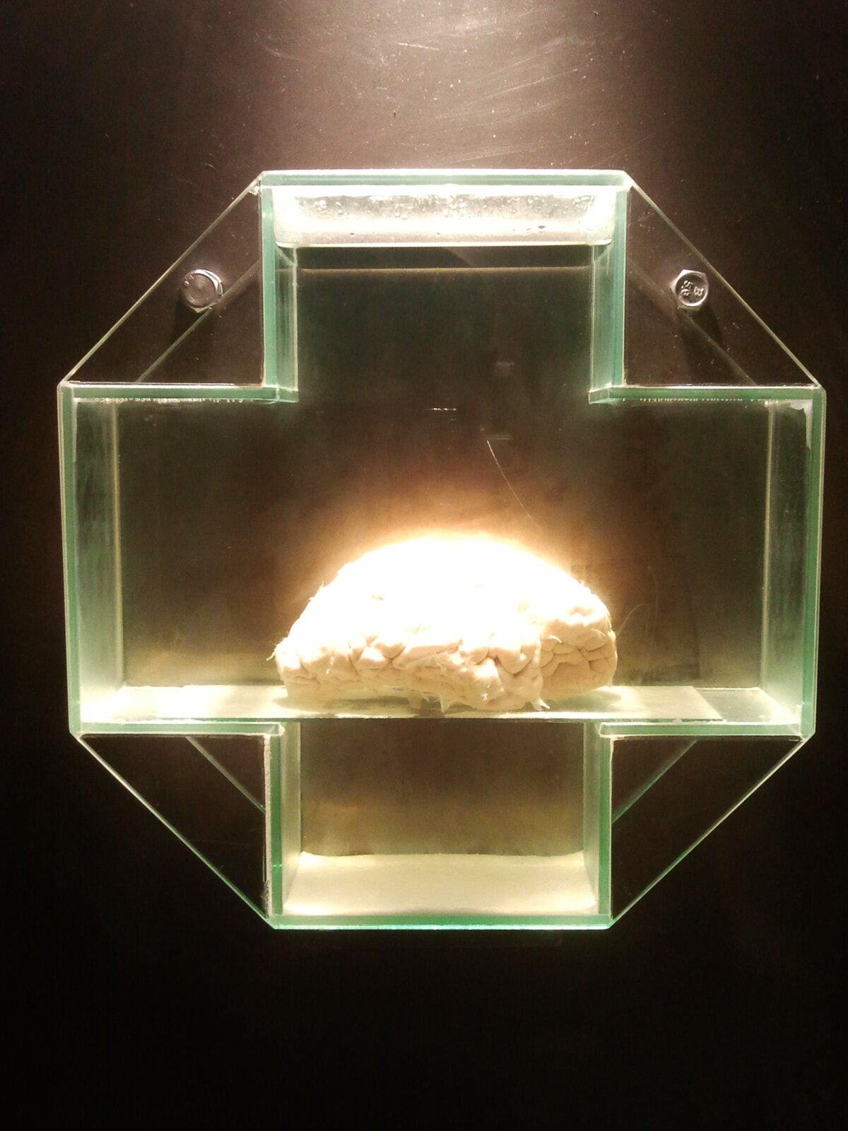 Praca przedstawia ludzki mózg zaimpregnowany w formalinie, która znajduje się w szkle o kształcie krzyża.