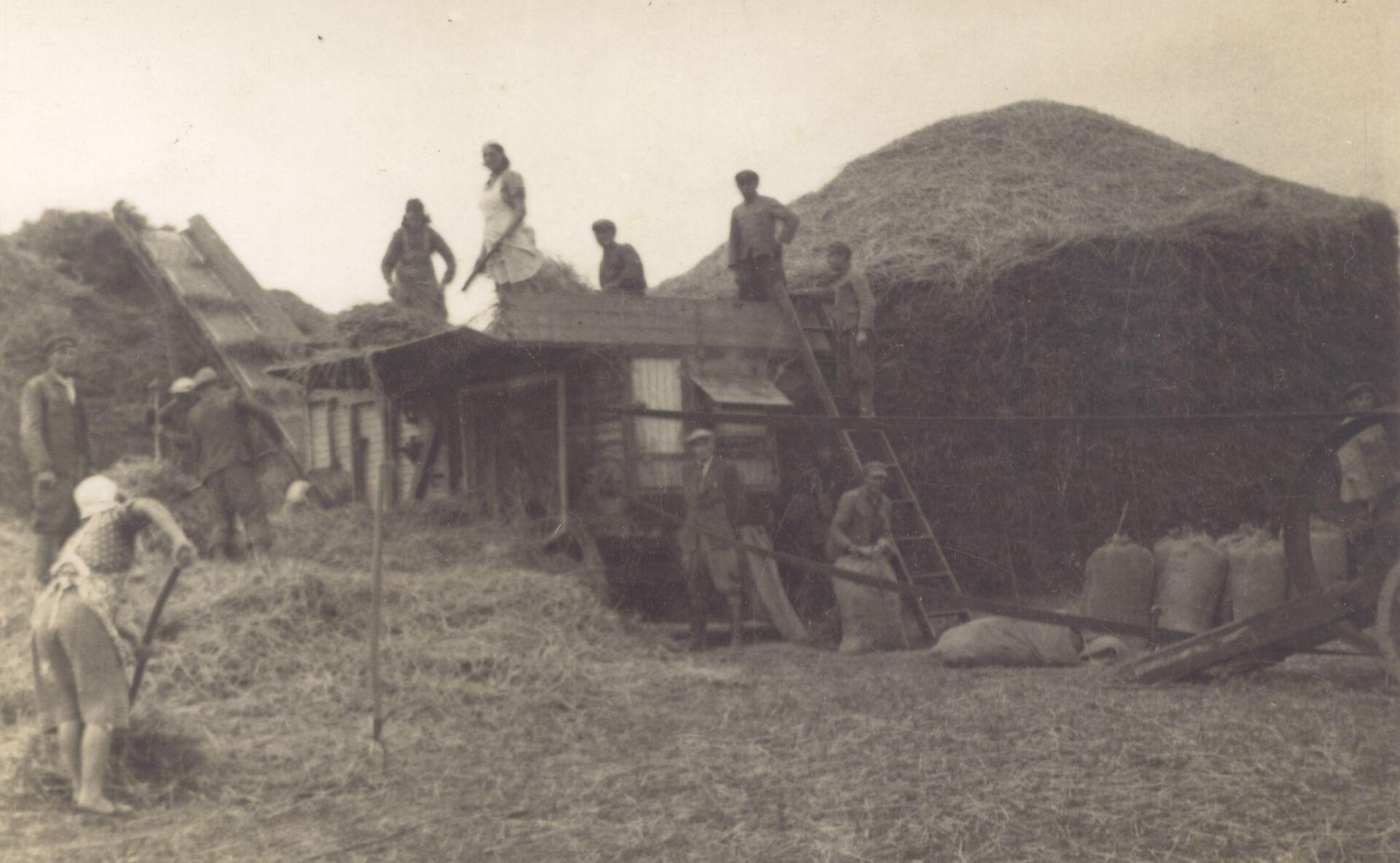 Czarno‑białe zdjęcie.  Po środku maszyna rolnicza.  na około zboże. Na maszynie oraz na ziemi pracują ludzie. Po prawej stronie stoją worki. 