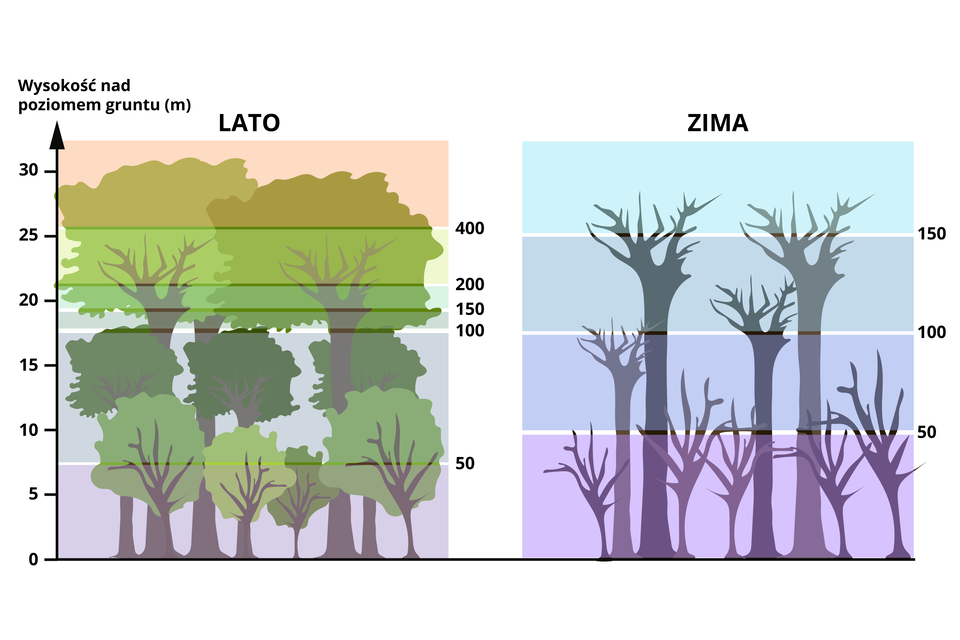 Dwie ilustracje obok siebie, przedstawiające zmiany ilości promieniowania słonecznego (w cal/cm2/dzień) docierającego do poszczególnych części lasu liściastego latem i zimą.  Na obu ilustracjach widoczne są drzewa - na grafice odnoszącej się do lata drzewa mają zielone korony, na ilustracji dotyczącej zimy drzewa są pozbawione liści. Obie grafiki podzielone są na poziome kolorowe pasy. Z lewej strony znajduje się oś skierowana ku górze, z podziałką, na której zaznaczono różne wysokości nad poziomem gruntu, wyrażone w metrach. Po prawej stronie każdej z grafik oznaczono ilość promieniowania słonecznego. Pierwsza ilustracja po lewej ilustruje las latem. Od zera do ok. 7 i pół metra nad poziomem gruntu - ilość promieniowania słonecznego 50, do wysokości 17 i pół metra - ilość promieniowania słonecznego 100, do wysokości 19 metrów  ilość promieniowania 150,  do wysokości około 21 metrów  ilość promieniowania 200, do wysokości około 26 metrów ilość promieniowania 400. Zimą natomiast od 0 do wysokości około 10 metrów  ilość promieniowania 50, do wysokości 17 i pół metra ilość promieniowania 100, do wysokości 25 metrów  ilość promieniowania 150.