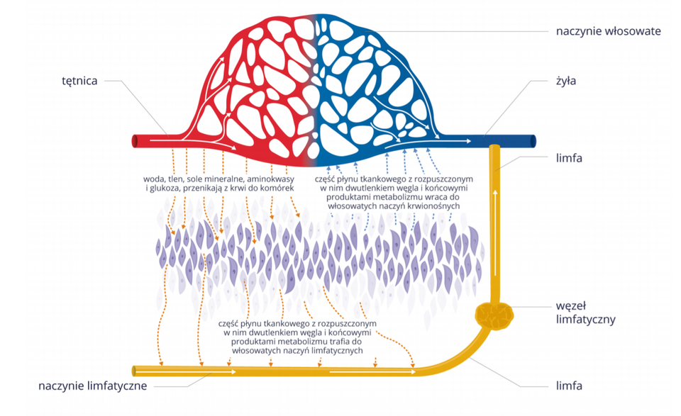 Schemat przedstawia obieg limfy. Na górze schematu widoczny jest układ naczyń krwionośnych. Do układu prowadzi czerwona tętnica, która rozgałęzia się w skomplikowaną siatkę oznaczonych czerwonym kolorem naczyń. Od tego fragmentu schematu odchodzą w dół liczne, przerywane strzałki z napisem: woda, tlen, sole mineralne, aminokwasy i glukoza przenikają z krwi do komórek, a dalej z komórek do naczyń limfatycznych. Od komórek prowadzą w dół strzałki z napisem:  część płynu tkankowego z rozpuszczonym w nim dwutlenkiem węgla i końcowymi produktami metabolizmu trafia do włosowatych naczyń limfatycznych. Od komórek znajdujących się pod układem naczyń krwionośnych biegną w górę strzałki do dalszego fragmentu siatki oznaczonych niebieskim kolorem naczyń krwionośnych, które łączą się z żyłą. Przy strzałkach widnieje napis: część płynu tkankowego z rozpuszczonym w nim dwutlenkiem węgla i końcowymi produktami metabolizmu wraca do włosowatych naczyń krwionośnych. Z kolei poniżej, w naczyniach limfatycznych płynie limfa, znajduje się na nim węzeł limfatyczny. Przez naczynia limfatyczne limfa wpływa do żyły znajdującej się na końcu schematu. 