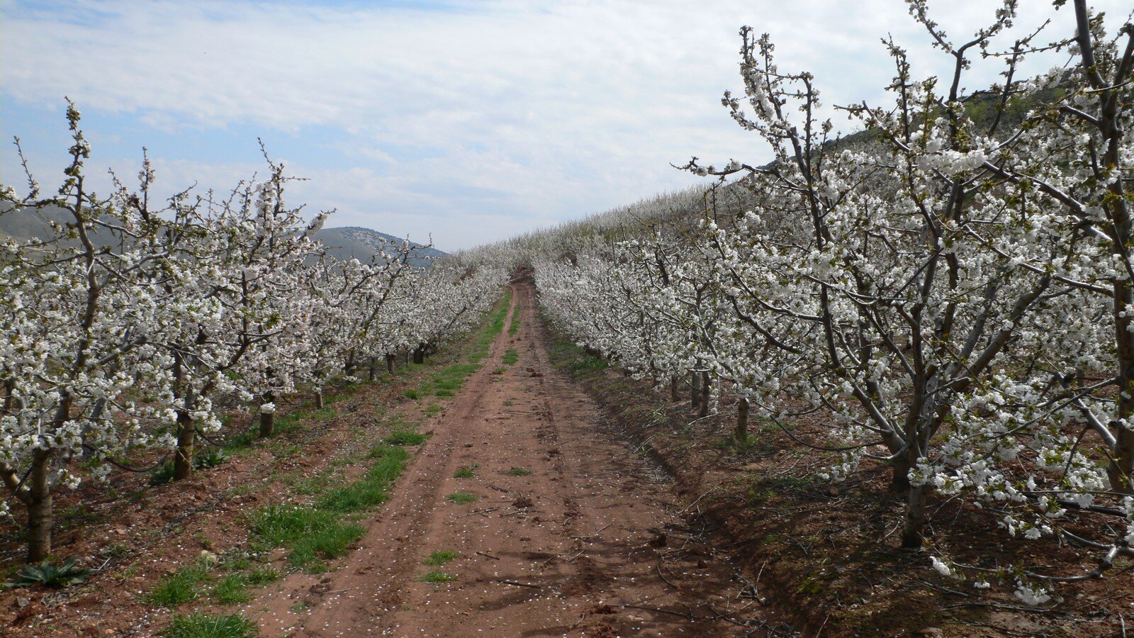 Fotografia rosnących w rzędach migdałowców. Pośrodku nieutwardzona droga, gleba jasnobrązowa, gdzieniegdzie kępki traw. Migdałowce o wysokości około dwóch metrów, rozłożyste gałęzie, pokryte gęsto drobnymi, białymi kwiatami. Plantacja położona na łagodnym zboczu.