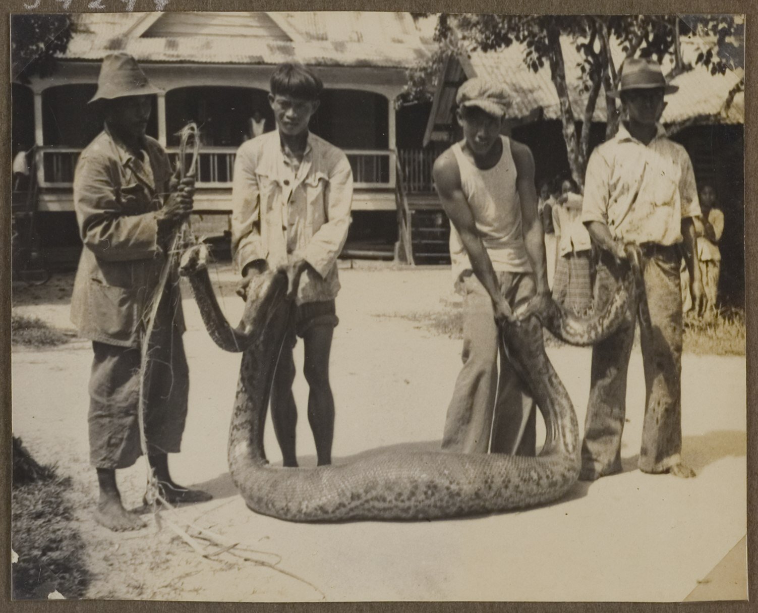Archiwalna fotografia czarno‑biała przedstawiająca na pierwszym planie czterech, szczupłych, azjatyckich mężczyzn stojących parami w pełnym słońcu na środku wiejskiej drogi i trzymających kilkumetrowego węża boa, którego brzuch jest wyraźnie pogrubiały po zjedzeniu posiłku. Trzej z nich są ustawieni frontem do widza, a pierwszy z lewej nieco bokiem. Mężczyźni są bosi, trzej mają na głowie kapelusze.