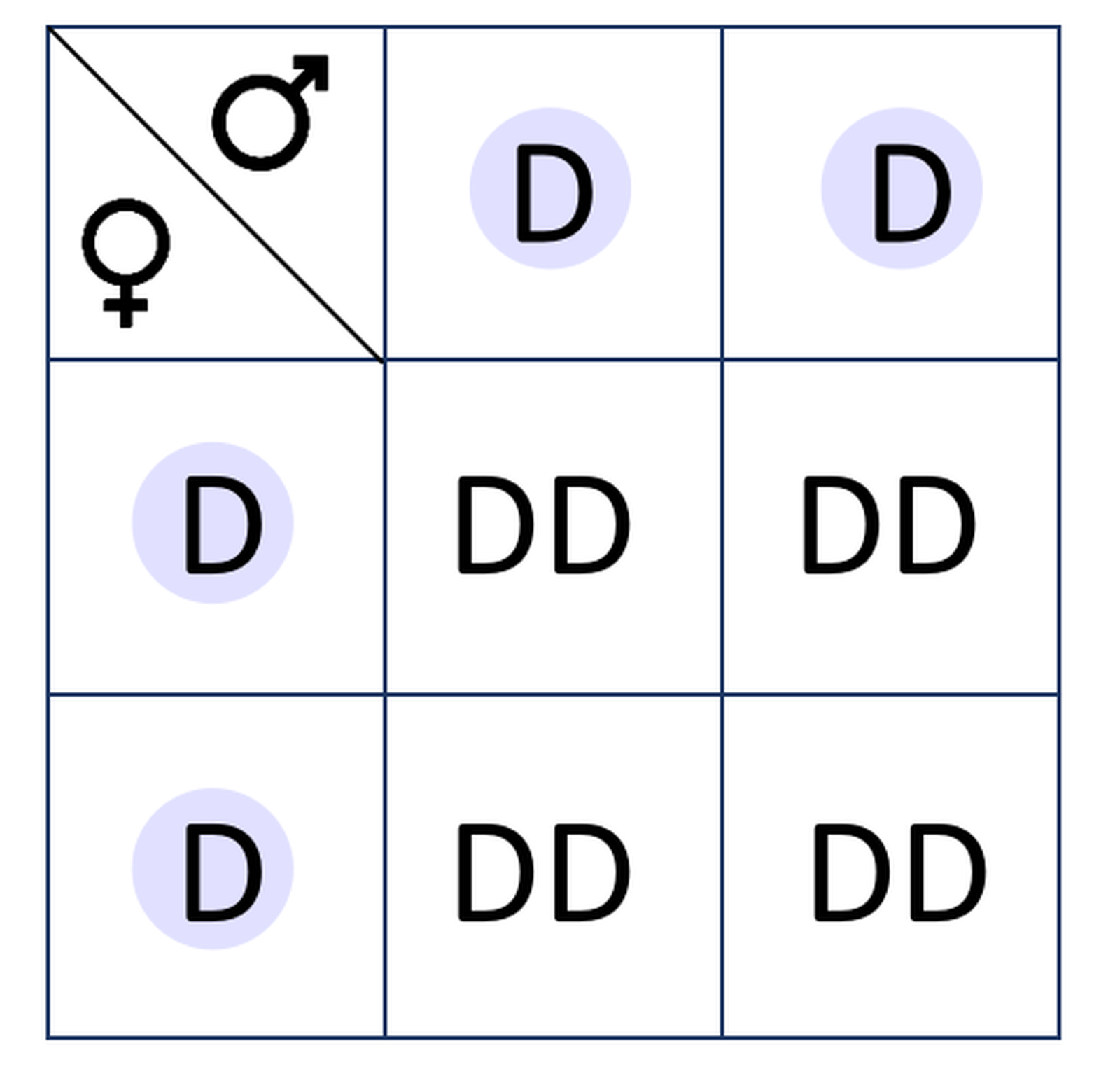Na grafice ukazana jest krzyżówka genetyczna. Tabelka ma trzy wiersze i trzy kolumny. W pierwszym wierszu pierwszej kolumny ukazany jest symbol kobiety i mężczyzny. W drugim i trzecim wierszu pierwszej kolumny zapisane są gamety wytwarzane przez kobietę, czyli literki "D". W drugiej kolumnie pierwszego wiersza jest gameta wytwarzana przez mężczyznę "D". W trzeciej kolumnie pierwszego wiersza jest gameta wytwarzana przez mężczyznę "D". W drugiej kolumnie drugiego wiersza jest "DD". W trzeciej kolumnie drugiego wiersza jest "DD". W drugiej kolumnie trzeciego wiersza jest "DD". W trzeciej kolumnie trzeciego wiersza jest "DD".