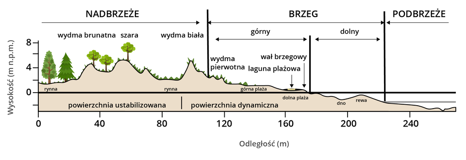 Schemat przedstawia formy rzeźby wybrzeża. Nadbrzeże: wysokość około 10 metrów nad poziomem morza. Występuje tam wydma brunatna, szara i biała. Wydmy szarą i brunatną porastają drzewa oraz trawy, białą tylko niska roślinność. Pod wydmami zaznaczono poziomą linią rynnę na poziomie 0 metrów nad poziomem morza, poniżej rynny na odcinku długości 100 metrów zaznaczono powierzchnię ustabilizowaną. Pod częścią wydm białych występuje już powierzchnia dynamiczna. Brzeg: maksymalna wysokość około 2 metrów. W brzegu górnym wyróżnia się wydmę pierwotną, lagunę plażową i wał brzegowy. Pod wydmą pierwotną jest górna plaża, pod laguną i wałem brzegowym dolna plaża. Brzeg górny rozciąga się od 100 do 180 metrów. W brzegu dolnym wyróżniono poniżej poziomu morza dno i rewę. Pod brzegiem górnym i dolnym zaznaczono od 100 do 220 metrów powierzchnię dynamiczną. Pobrzeże występuje od 220 metrów, licząc od początku nadbrzeża. Poniżej pozioma morza rozciąga się tam powierzchnia dynamiczna.     