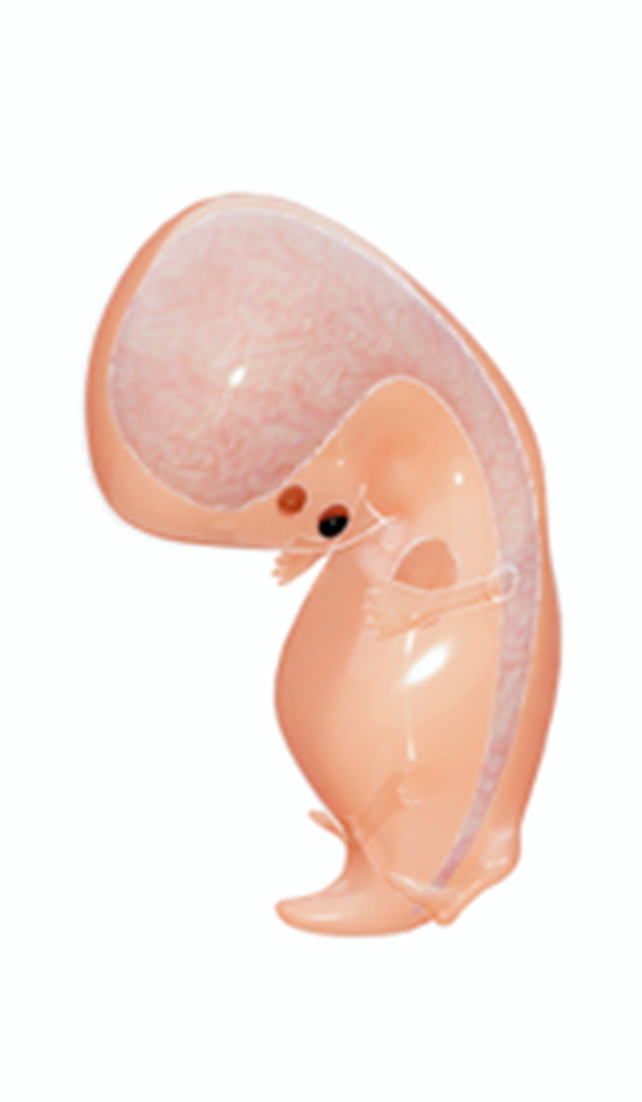 Ilustracja przedstawia zarodek ludzki w siedem tygodni po zapłodnieniu. Ma już 20 mm. Wydłużają się kończyny, głowa ma długość równą połowie długości ciała, zarysowuje się twarz. Zarodek różnicuje się zgodnie z kierunkiem genetycznie zdeterminowanym przy zapłodnieniu.