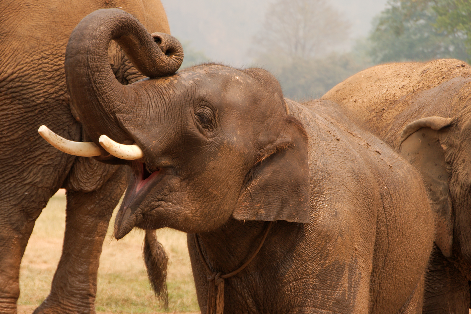Zdjęcie przedstawia słonia z podniesioną trąbą.