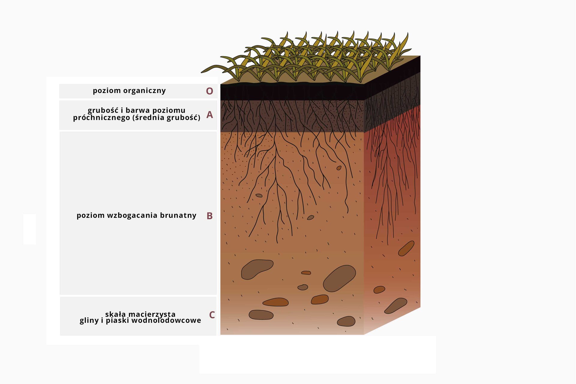 Ilustracja przedstawia przekrój blokowy gleby brunatnej. Opisano warstwy. Pierwsza warstwa, porośnięta roślinami, to poziom organiczny (O). Następnie występuje ciemnobrązowy poziom, przez który przerastają korzenie roślin. Opisano jest jako: grubość i barwa poziomu próchnicznego (średnia grubość) - symbol: litera A. Pod nią występuje poziom wzbogacania brunatny, w kolorze jasnobrązowym. POniżej jest warstwa z większymi kamieniami. Jest to skała macierzysta gliny i piaski wodnolodowcowe - symbol: C.