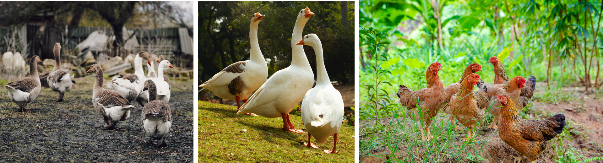 Ilustracja przedstawia kaczki, gęsi i kury. 