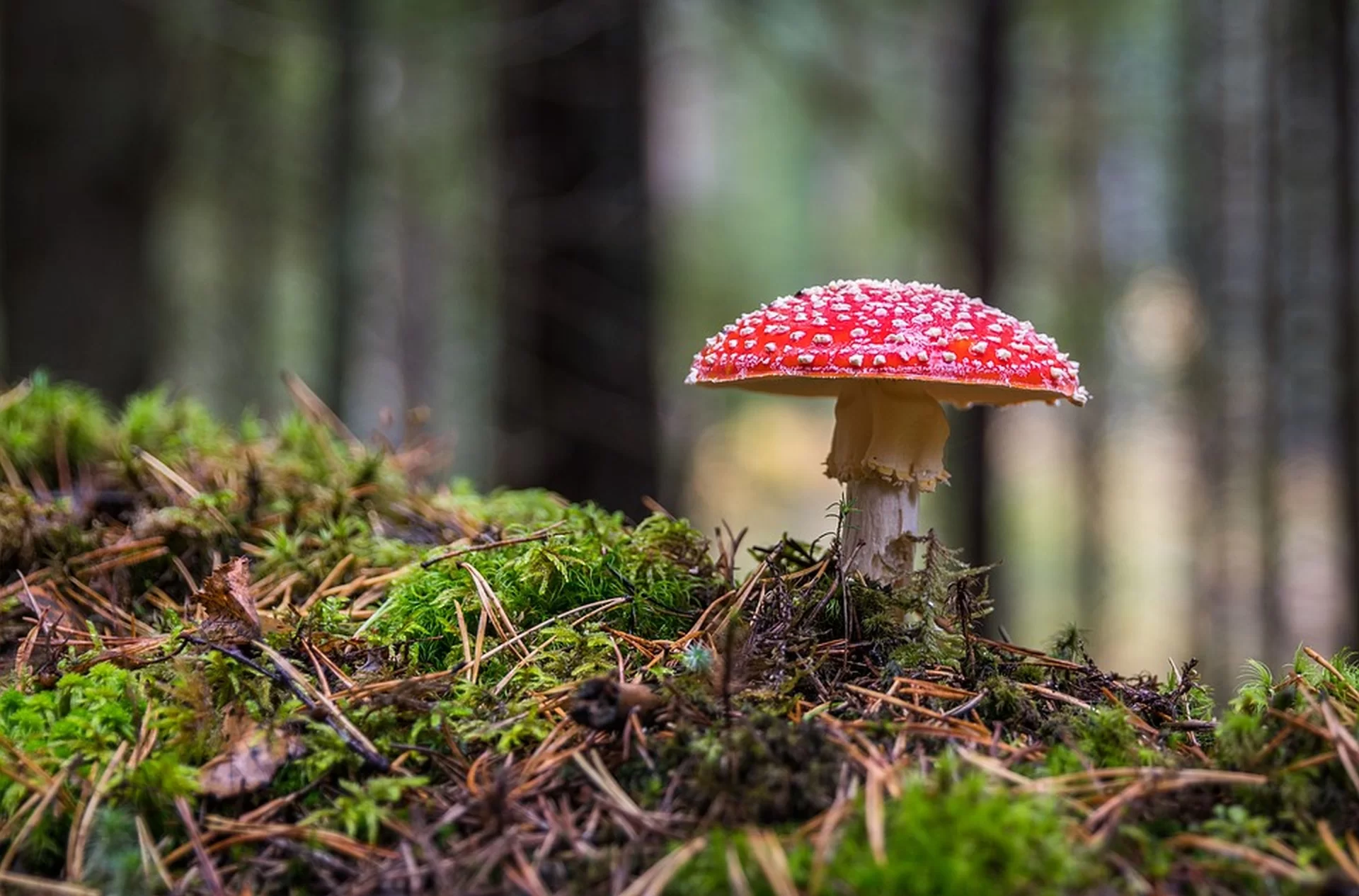 Zdjęcie przedstawia muchomora rosnącego w lesie. Muchomor oraz ziemia wokół niego przedstawiona została bardzo wyraźnie, natomiast dalsza część lasu jest rozmyta.