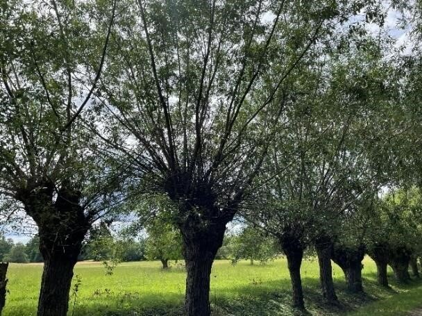 Fotografia przedstawia drzewa liściaste w rzędzie. W oddali łąka. 