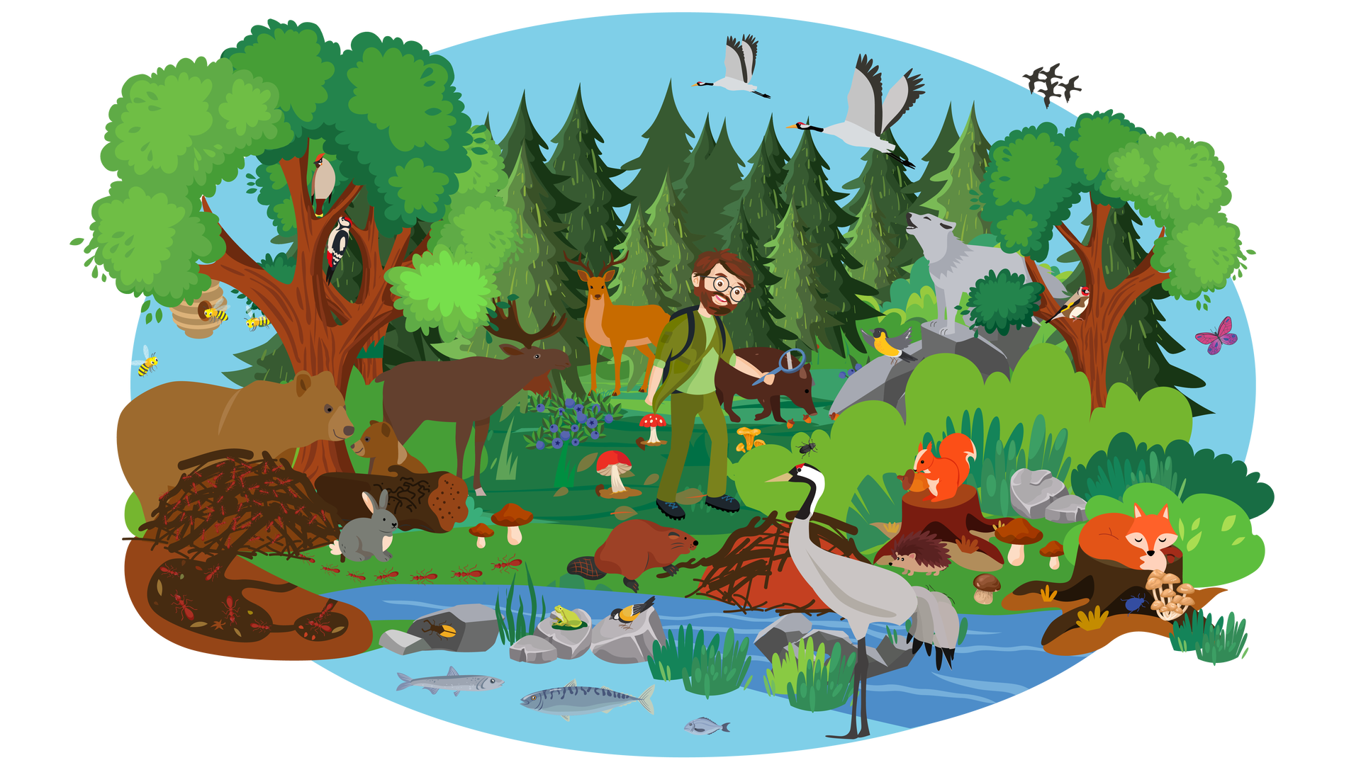 Ilustracja przedstawia leśny krajobraz. W tle widać błękitne niebo, po którym lecą dwie czaple. Są to duże szare ptaki o czarno‑biało‑czerwonych głowach. Po prawej stronie, w oddali, lecą kolejne cztery ptaki. Są one całe czarne. Na środku ilustracji rośnie dużo drzew iglastych. Po lewej stronie stoi duże drzewo liściaste, na którym siedzą dwa ptaki. Pierwszy ptak to dziwonia. Ma czerwony czubek na głowie, jasnobrązowe upierzenie na brzuchu oraz brązowe na skrzydłach i grzbiecie. Drugi, czarno‑biały ptak z czerwonym czubkiem na głowie, to dzięcioł. Po lewej stronie wisi na drzewie ul, dookoła którego latają trzy pszczoły. Pod drzewem stoją dwa niedźwiedzie brunatne – duży i mały. Obok niedźwiedzi znajduje się duże mrowisko otoczone przez mrówki. Przy mrowisku siedzi królik. Na prawo od królika leży gruba kłoda oraz rosną dwa borowiki. Nieco dalej stoi łoś, jeleń oraz dzik, który je żołędzie. Obok nich rośnie krzak jagód. Przy krzaku widać dwa muchomory, a nieco dalej trzy kurki. Na środku polany stoi mężczyzna. Ma ciemnobrązowe włosy, wąsy i krótką brodę. Jest ubrany w jasnozieloną koszulkę z krótkimi rękawami, rozpiętą ciemnozieloną koszulę z podwiniętymi rękawami, długie ciemnozielone spodnie i czarne buty. Na nosie ma okulary w okrągłych oprawkach, a w lewej ręce trzyma okrągłą lupę, przez którą spogląda na chrząszcza znajdującego się na pobliskim krzewie. Nad krzewem leci sikorka bogatka. Jest to czarno‑biały ptak z żółtym upierzeniem na brzuszku. Dalej na prawo znajduje się duży kamień, na którym stoi szary wilk. Unosi pysk do góry i wyje. Na prawo od wilka stoi drzewo liściaste. na jednej z jego gałęzi siedzi szczygieł. Jest to ptak, który ma biały brzuszek, żółto‑czarne skrzydła, czerwone upierzenie na głowie i brązowe na grzbiecie oraz pod skrzydłami. Obok drzewa leci różowo‑fioletowy motyl. Na pierwszym planie widać fragment zbiornika wodnego, w którym pływają trzy ryby: śledź, łosoś i dorada. W wodzie leży kilka szarych kamieni. Po jednym z nich chodzi żółto‑czarny chrząszcz. Na drugim siedzi zielona żaba, a na trzecim sikorka bogatka. Po prawej stronie stoi żuraw. Jest to ptak, który ma czarno‑czerwono‑białe upierzenie na głowie i szare na grzbiecie, brzuchu oraz skrzydłach. Na brzegu, na środku ilustracji, siedzi bóbr. Układa tamę z patyków. Dalej na prawo widać pień, na którym siedzi wiewiórka trzymająca w łapkach żołądź. Obok pnia wędruje jeż. Rośnie tam także kilka borowików. Po prawej stronie ilustracji znajduje się drugi pień. Śpi na nim lis zwinięty w kłębek. Po pniu wspina się niebieski chrząszcz, a obok rośnie kilka opieńków.