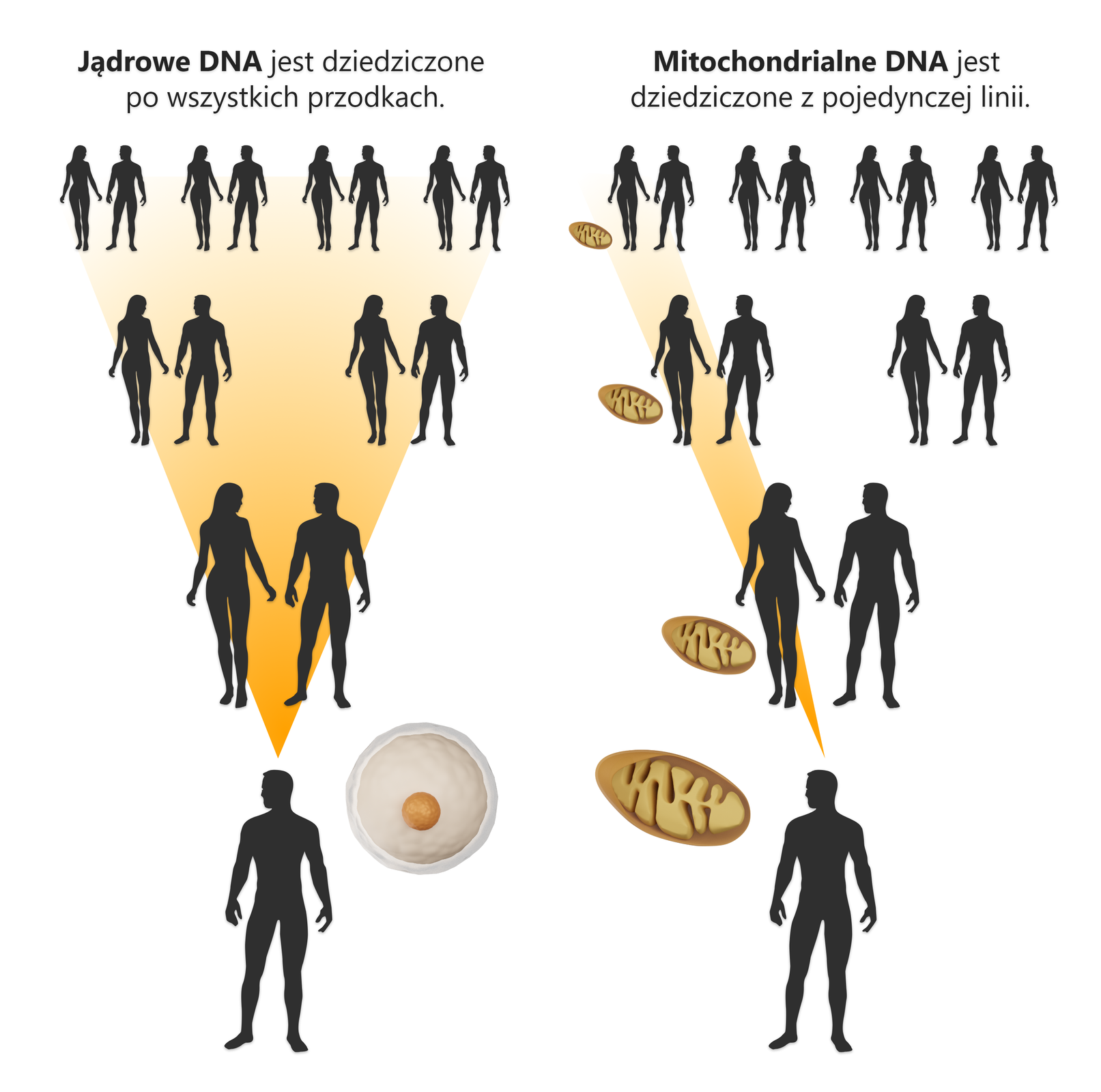 Grafika przedstawia sposób dziedziczenia DNA jądrowego i DNA mitochondrialnego przez pokolenia. Z lewej strony w drzewie genealogicznym ukazano, że DNA jądrowe jest dziedziczone po wszystkich przodkach. Z prawej strony grafiki pokazano, że DNA mitochondrialne jest dziedziczone w pojedynczej linii ze strony matki. Grafika przedstawia czarne sylwetki przodków od linii pradziadków aż do obecnie żyjącej osoby. Przy czym żółtym kolorem oznaczono sposób dziedziczenia różnych rodzajów materiału genetycznego DNA. W przypadku DNA mitochondrialnego zaznaczono wyłącznie linię matki, babki i prababki. W przypadku DNA jądrowego linia dotyczy wszystkich przodków. Tak z linii matki jak i ojca aż do pokolenia pradziadków.