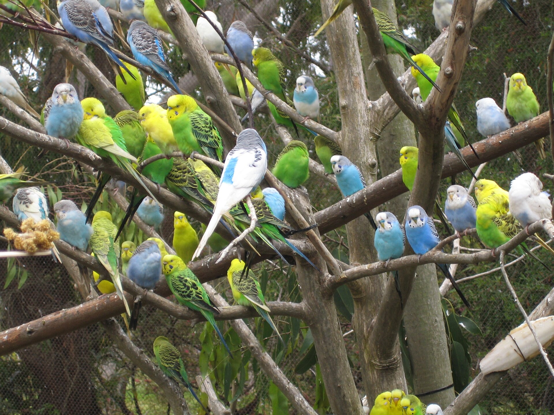 Fotografia przedstawia zielone, żółte i niebieskie papużki faliste,siedzące na drzewie. Ptaki mają różne genotypy i różne fenotypy (wygląd).