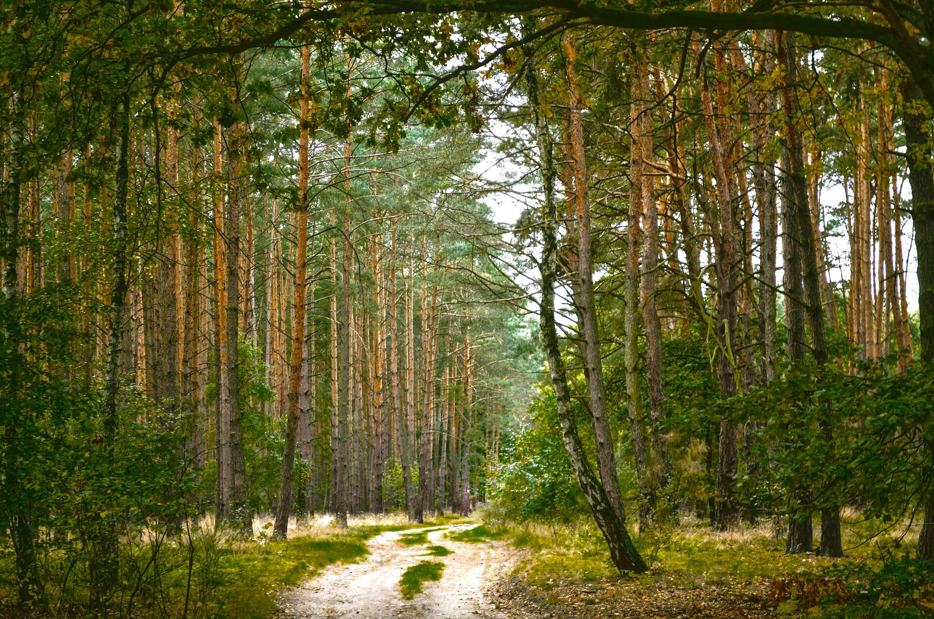 Zdjęcie przedstawiające nieutwardzoną drogę biegnącą przez bór sosnowy. Wysokie, blisko położone obok siebie drzewa.