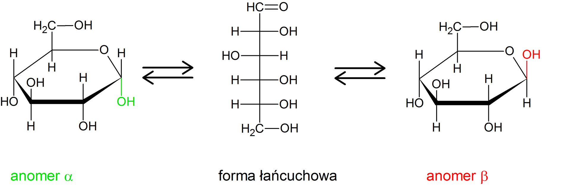 Ilustracja przedstawiająca możliwe formy monosacharydów na przykładzie glukozy. Anomer alfa i beta przedstawiono za pomocą wzorów taflowych, a formę łańcuchową w projekcji Fischera. Pomiędzy poszczególnymi formami ustala się równowaga, co symbolizują strzałki równowagowe pomiędzy nimi. Na środku znajduje się forma łańcuchowa w projekcji Fischera składająca się z sześciu atomów węgla, z których pierwszy należy do grupy CHO połączonej z pionową linią skierowaną do dołu, która symbolizuje łańcuch węglowy i na końcu łączy się z grupą CH2OH. Wspomnianą linię przecinają cztery krótkie poziome, prostopadłe linie, a ich punkty przecięcia odpowiadają atomom węgla. Po prawej stronie linii od góry kolejno podstawniki, OH, H, OH oraz OH. Po lewej stronie od góry podstawniki H, OH, H oraz H. Po lewej stronie strzałki równowagowe. Za strzałkami anomer alfa glukozy, to jest forma cykliczna, w której zaznaczono anomeryczny atom węgla C jeden. Struktura alfa‑D-glukopiranozy zbudowana jest z sześcioczłonowego pierścienia składającego się z pięciu atomów węgla oraz z jednego atomu tlenu. Numeracja atomów węgla jest zgodna z ruchem wskazówek zegara. Przy atomach węgla C 1, C 2 oraz C 4 znajdują się grupy hydroksylowe OH wychodzące za płaszczyznę, zaś atomy wodoru przed. Przy węglu C 3 grupa hydroksylowa wychodzi przed płaszczyznę, zaś atom wodoru za. Węgiel C 5 podstawiony jest grupą CH2OH wychodzącą przed płaszczyznę oraz atomem wodoru znajdującym się za płaszczyzną. Po prawej stronie formy łańcuchowej również znajdują się strzałki równowagowe. Za strzałkami anomer beta, w którym podobnie, jak w przypadku alfa brak jest grupy aldehydowej. Jest to forma cykliczna glukozy, w której zaznaczono ponownie anomeryczny atom węgla C jeden. W przypadku anomeru beta glukozy grupa hydroksylowa OH przy anomerycznym atomie węgla znajduje się przed płaszczyzną, pozostałe podstawniki zlokalizowane są analogicznie jak w przypadku opisanego już anomeru alfa. 