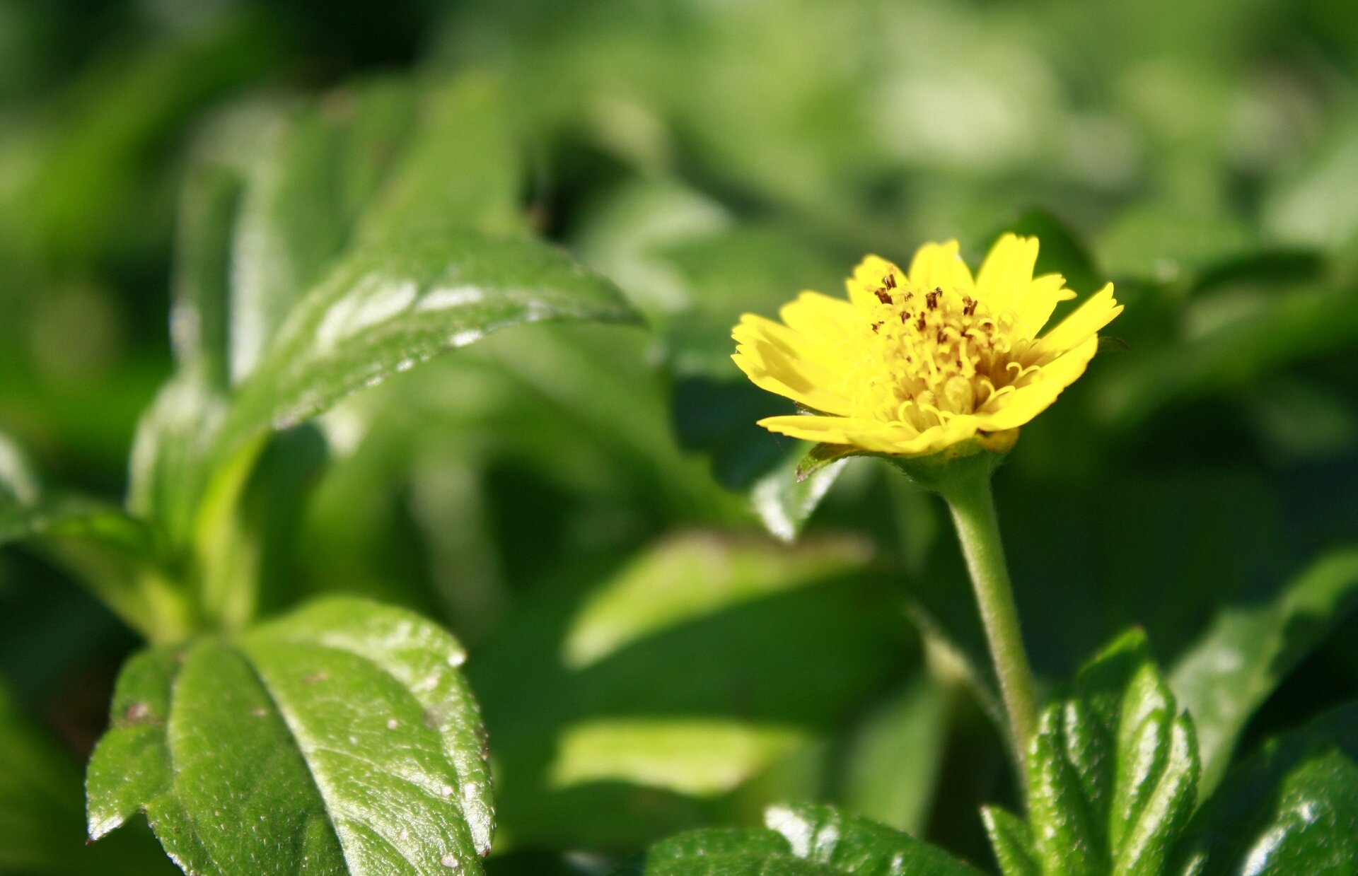 Fotografia przedstawia pojedynczy żółty kwiat podbiału na tle rozmazanych liści.