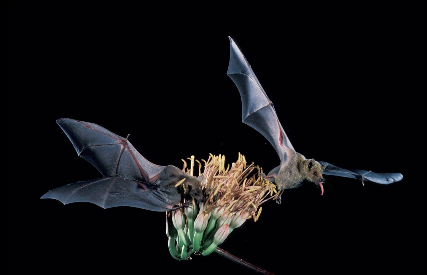 Zdjęcie przedstawia proces zapylania kwiatów przez dwa nietoperze. W dolnej części zdjęcia zielony kwiatostan. Długie bananowate kwiaty. Dolna część kwiatów zielona. Górna część w formie stożka jasnoróżowa. Z końca kwiatów wyrastają długie pylniki. Długość około dwadzieścia centymetrów. Po lewej i prawej stronie kwiatu dwa nietoperze. Nietoperze mają rozpostarte błoniaste skrzydła. Nietoperz po prawej stronie ma wysunięty język. Po lewej stronie nietoperz sięga językiem do nektaru kwiatów.