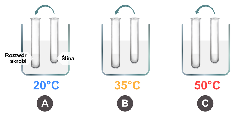 Ilustracja przedstawia trzy zestawy po dwie probówki. Jedna probówka jest dłuższa, druga krótsza. Znajdują się w wodzie w zlewce. W dłuższej probówce jest roztwór skrobi, w krótszej ślina. Nad probówkami jest strzałka skierowana od probówki ze śliną do probówki z roztworem skrobi. Pod każdym zestawem probówek jest inna temperatura. Zestaw A: temperatura 20 stopni Celsjusza. Zestaw B: 35 stopni Celsjusza. Zestaw C: 50 stopni Celsjusza.  