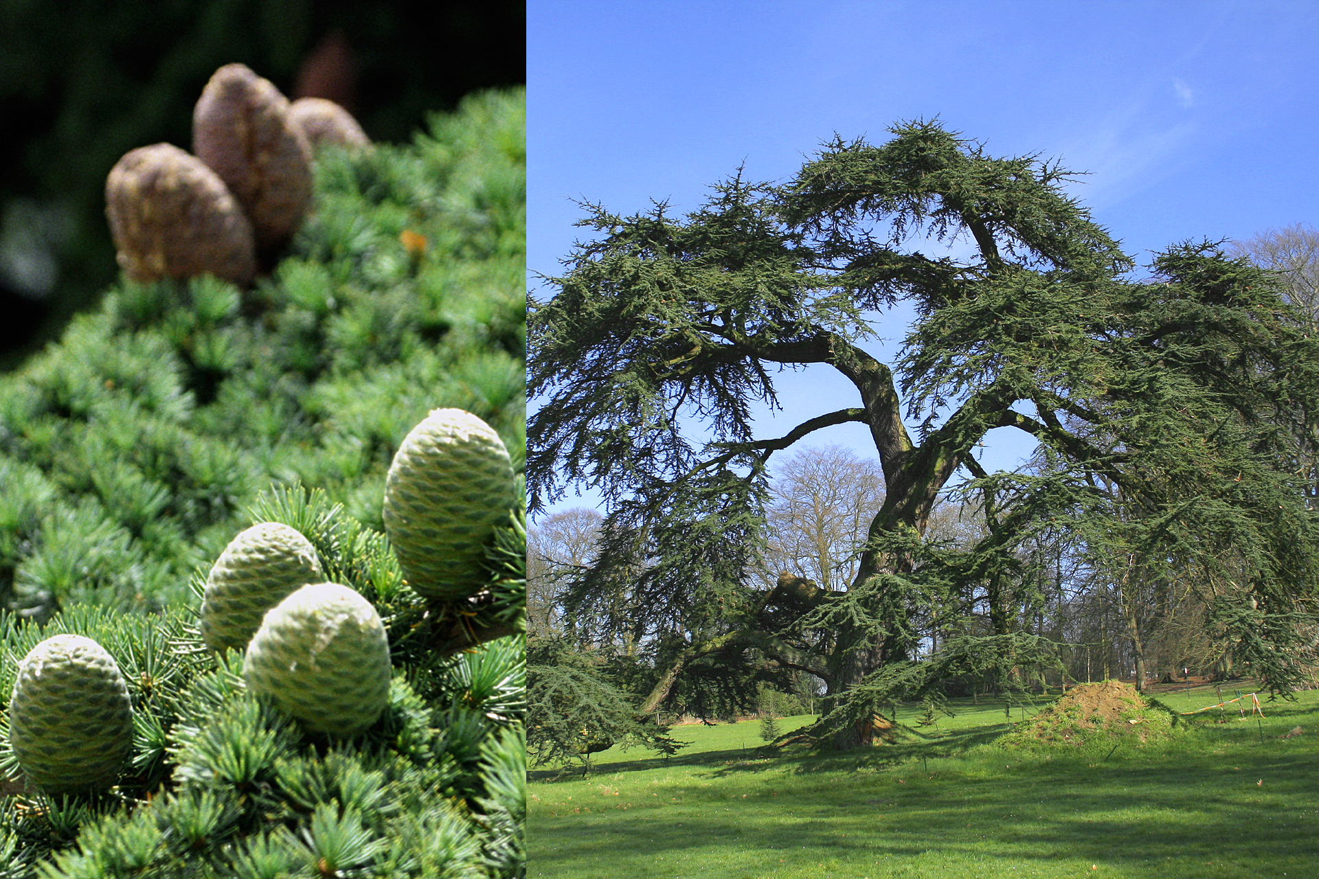 Fotografia z lewej przedstawia gałęzie cedru libańskiego z krótkimi jasno zielonymi igłami w pęczkach. Między gęstymi liśćmi stoją beczułkowate szyszki: z przodu szaro zielone, z tyłu brązowe. Fotografia z prawej przedstawia pojedyncze, rozłożyste drzewo na trawniku. W tle inne drzewa.