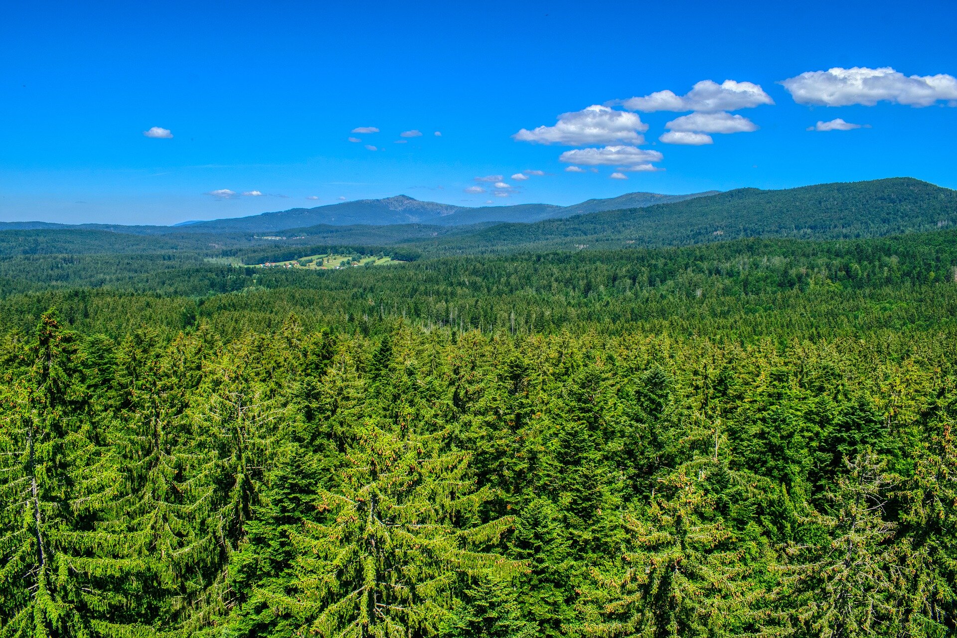 Zdjęcie przedstawia gęsty las składający się z drzew iglastych. W tle są wzgórza oraz niebo z kilkoma chmurami.
