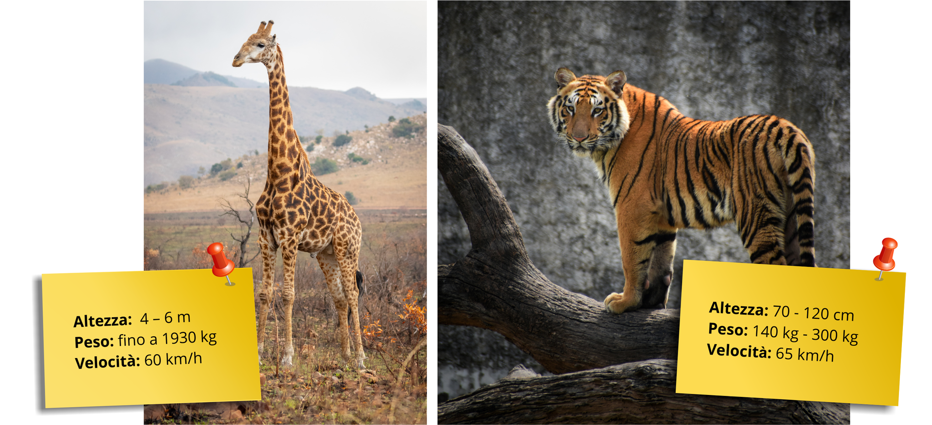 Grafika składa się z dwóch zdjęć. Na zdjęciu po lewej znajduje się żyrafa. Obok żyrafy znajduje się przypięta pinezką kartka z informacjami na temat żyrafy: "Altezza: 4–6 m, Peso: fino a 1930 kg, Velocità: 60 km/h". Zdjęcie po prawej przedstawia tygrysa. Obok znajduje się przypięta pinezką kartka z informacjami na temat tygrysa: "Altezza: 70 – 120 cm, Peso: 140 kg - 300 kg, Velocità: 65 km/h".