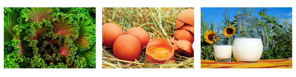 Trzy zdjęcia. Przedstawiają kolejno: liście jarmużu, są karbowane, jajka i mleko w dzbanku oraz w szklance - w tle rosną słoneczniki.  