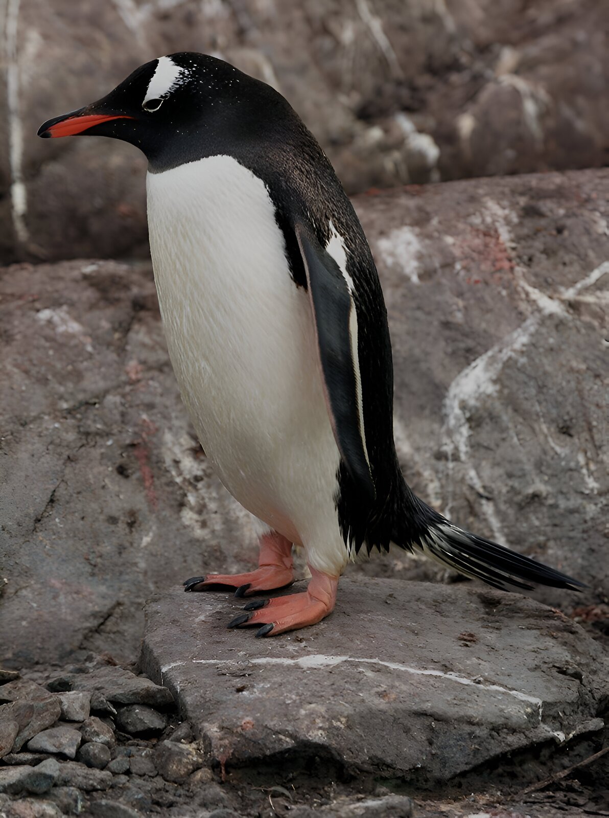 Zdjęcie przedstawia pingwina białobrewego stojącego na skale. Jest to duży czarno‑biały ptak o czarno‑czerwonym dziobie i dużych jasnoczerwonych nogach z czarnymi pazurami. Nad każdym okiem ma charakterystyczną białą plamkę. Posiada podłużne skrzydła zwisające po bokach ciała oraz krótki ogon.