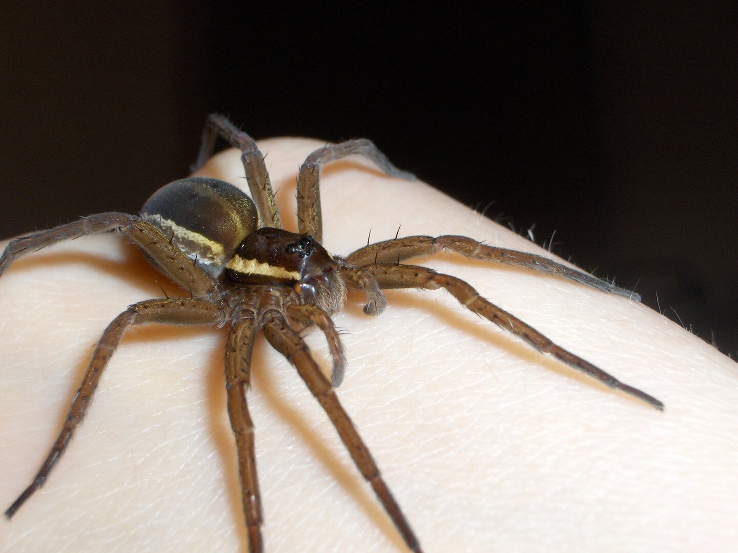 Fotografia przedstawia brązowego pająka z białymi pasami po bokach. Ma bardzo długie odnóża. Bagnik nadwodny siedzi ukosem na skórze człowieka. Odnóża gębowe z prawej w dół. Oczka czarne, lśniące. To największy z polskich pająków.