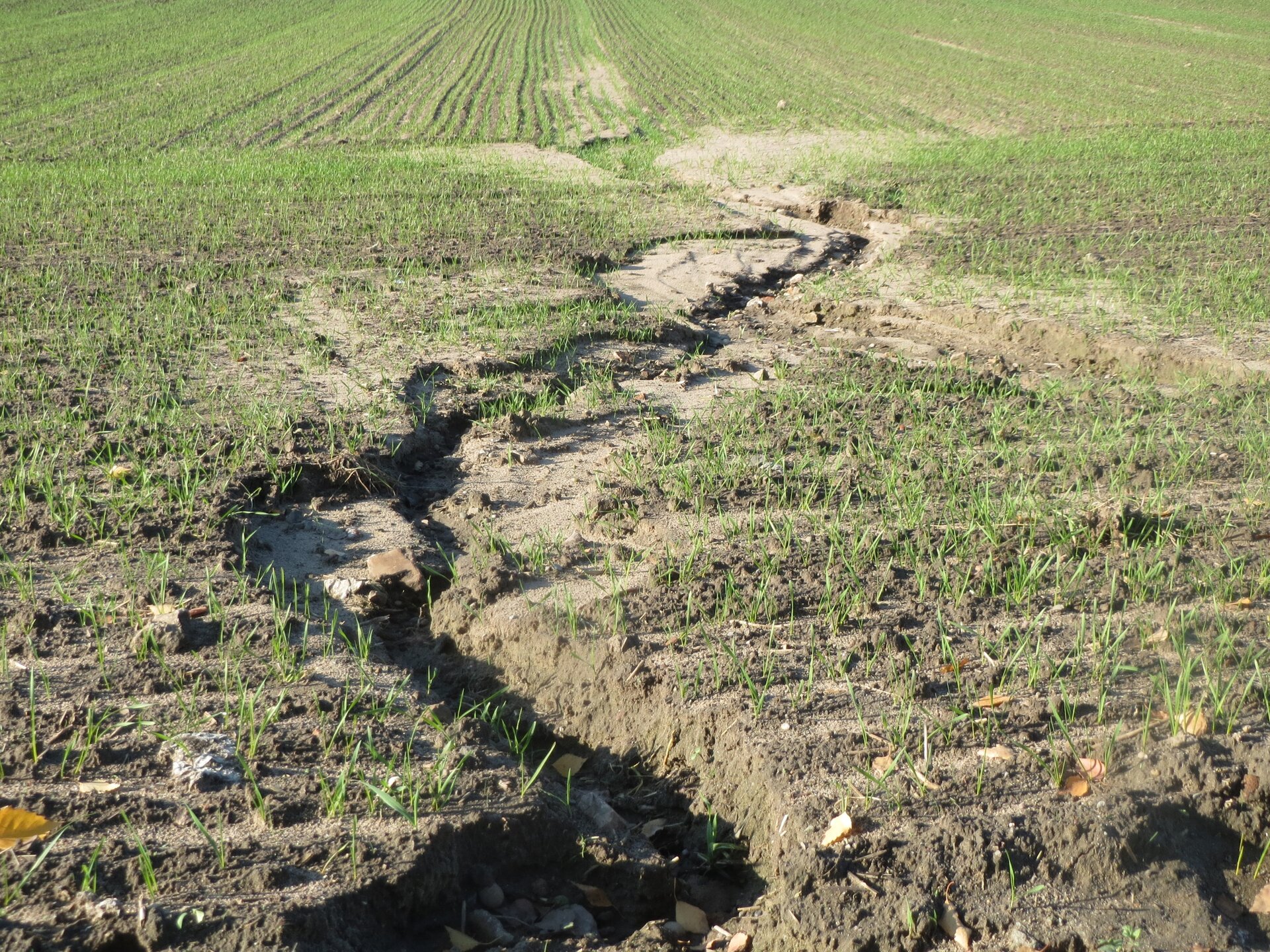 Na zdjęciu pole uprawne a między nim w glebie wyrwa spowodowana płynącą wodą w trakcie opadów.