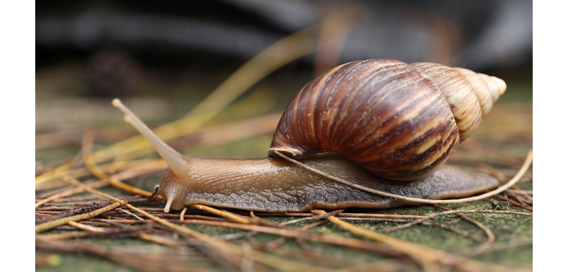 Zdjęcie przedstawia zbliżenie na ślimaka w naturalnym środowisku. Ślimak znajduje się na ściółce leśnej. Widoczna jest muszla na grzbiecie ślimaka oraz jego głowa z czułkami.