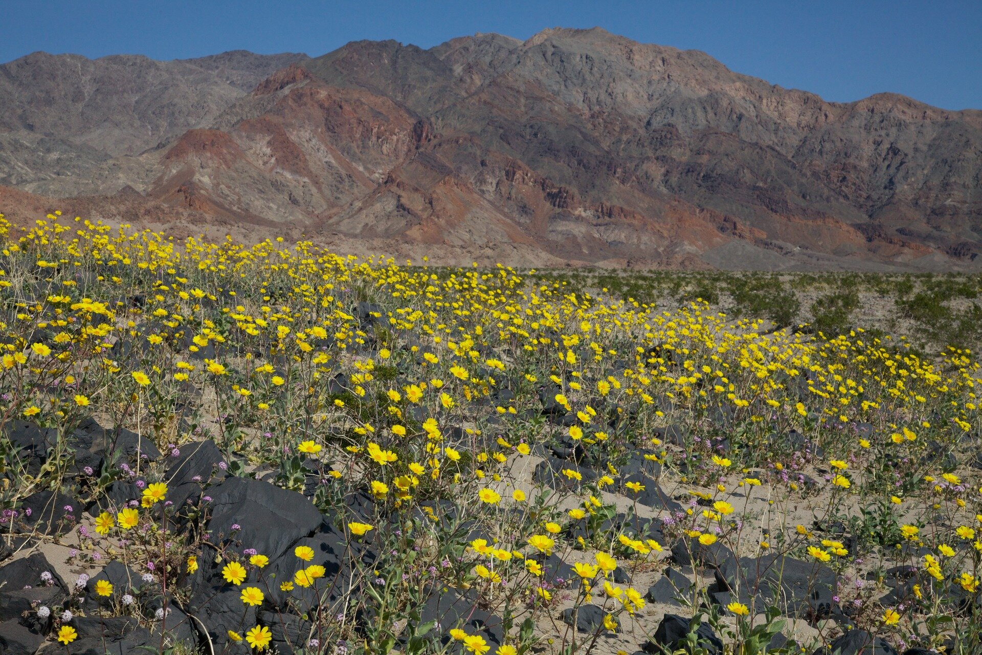 Fotografia przedstawia krajobraz afrykańskiej pustyni w porze deszczowej. Płaski, piaszczysty teren jest gęsto pokryty kwitnącymi, niskimi roślinami. Kwiaty są żółte. Liście roślin są zielone. W tle łańcuch skalistych gór pozbawionych roślinności. 