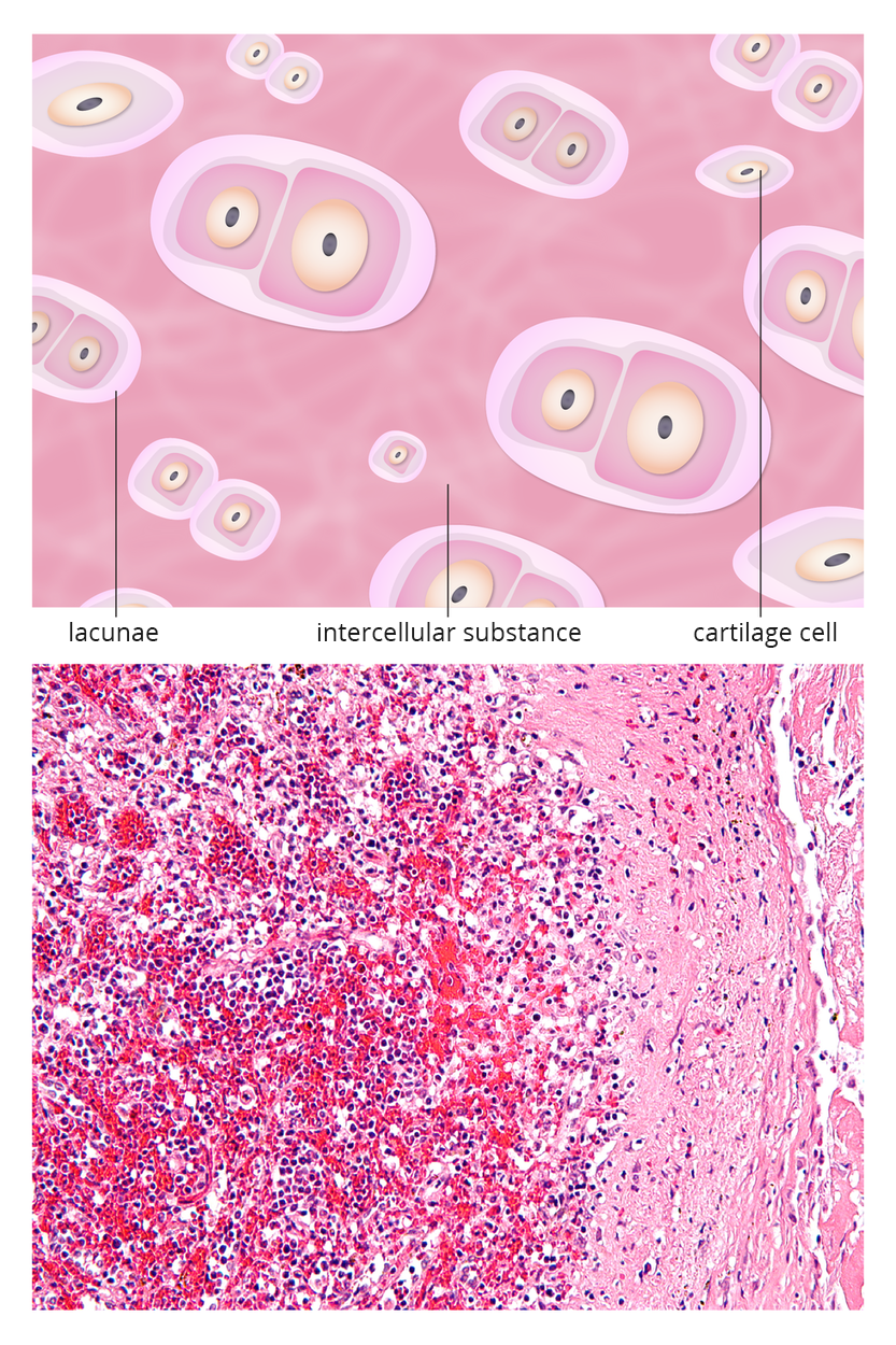 U góry schematyczny rysunek. Na różowym tle, podpisanym jako substancja międzykomórkowa, zaznaczono białe, owalne kształty, czyli jamki chrzęstne. W nich znajdują się po dwie komórki różnej wielkości, każda z ciemnym jądrem w jaśniejszej otoczce. Między jamkami znajdują się pojedyncze, podpisane komórki chrzęstne. Pomiędzy jamkami chrzęstnymi a błoną komórki znajdują się luki. Poniżej mikroskopowe zdjęcie tkanki chrzęstnej. Z lewej ciemnoróżowa, z prawej jasnoróżowa substancja międzykomórkowa. Na niej wiele komórek z ciemnymi jądrami.
Podpisano: intercellular substance; cartilage cells; lacunae