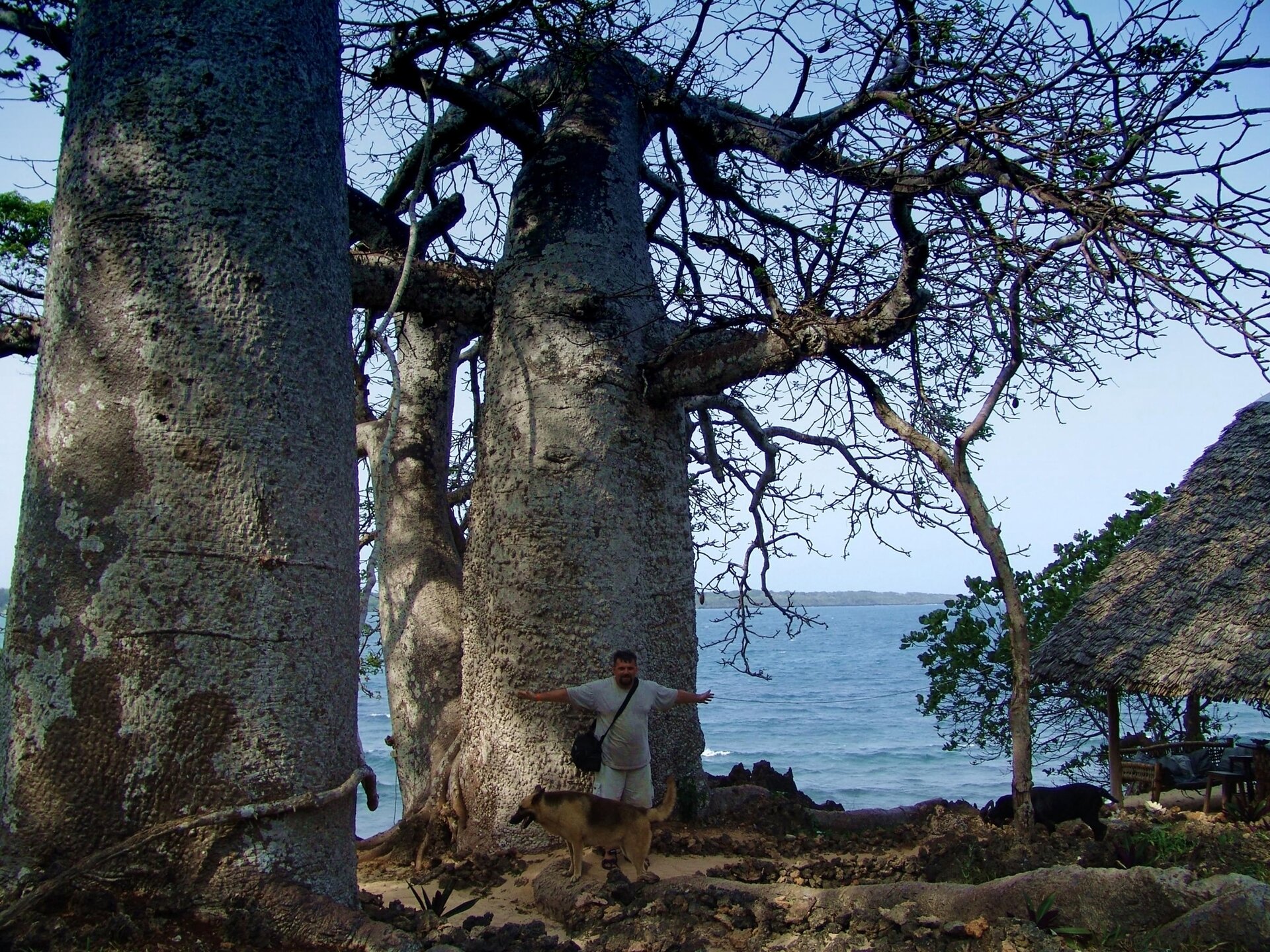 Fotografia przedstawia dwa wielkie baobaby na urwisku nad morzem. Mają butelkowate, pokryte szarą korą pnie i krótkie gałęzie. Przy jednym z pni stoi człowiek z rozłożonymi rękami. Drzewo jest szersze niż długość rozłożonych rąk człowieka. Przy mężczyźnie stoi pies owczarek.